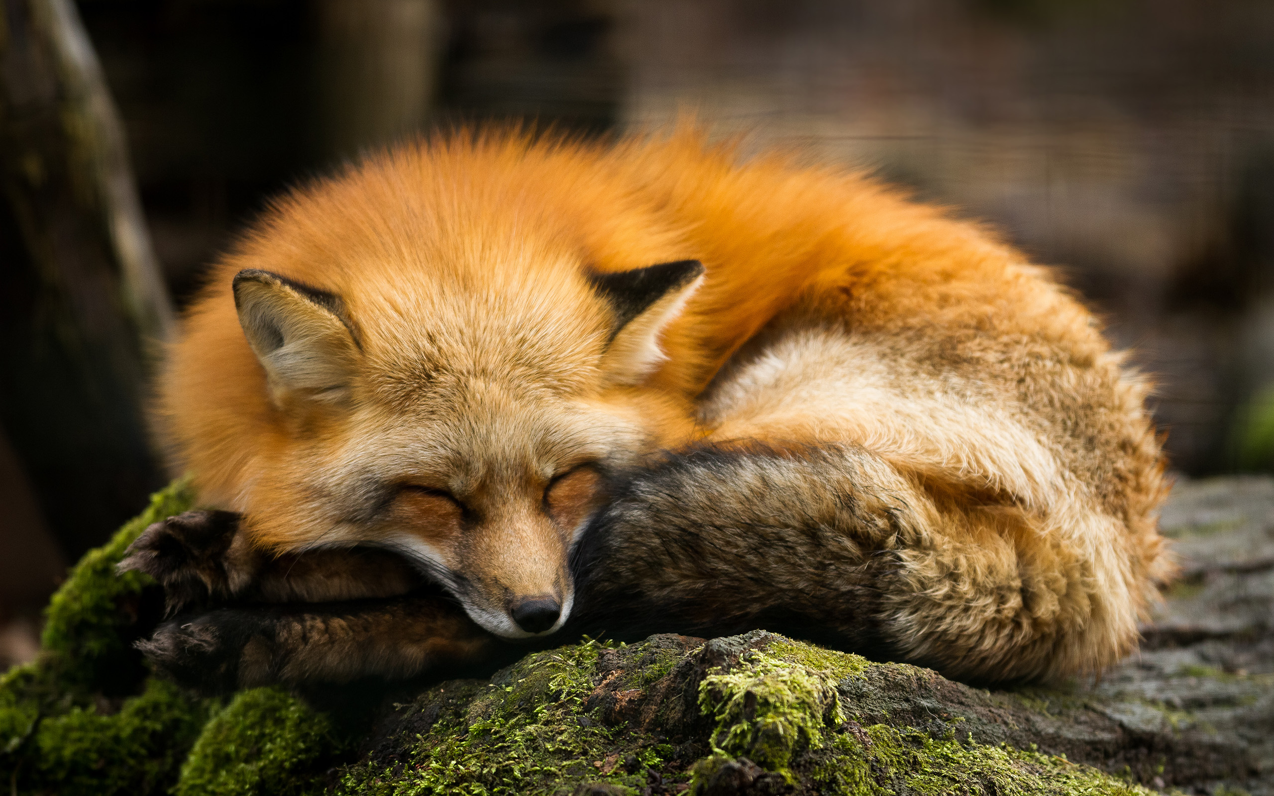 Free download wallpaper Fox, Animal, Sleeping, Cute on your PC desktop
