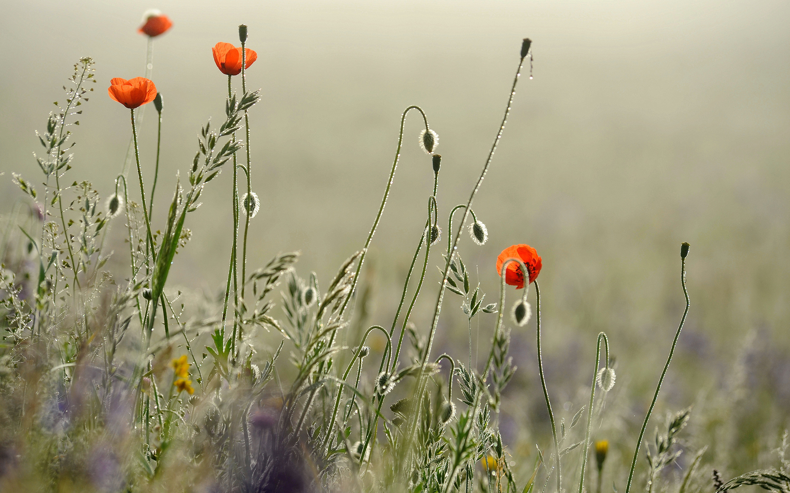 Handy-Wallpaper Mohn, Blumen, Erde/natur kostenlos herunterladen.