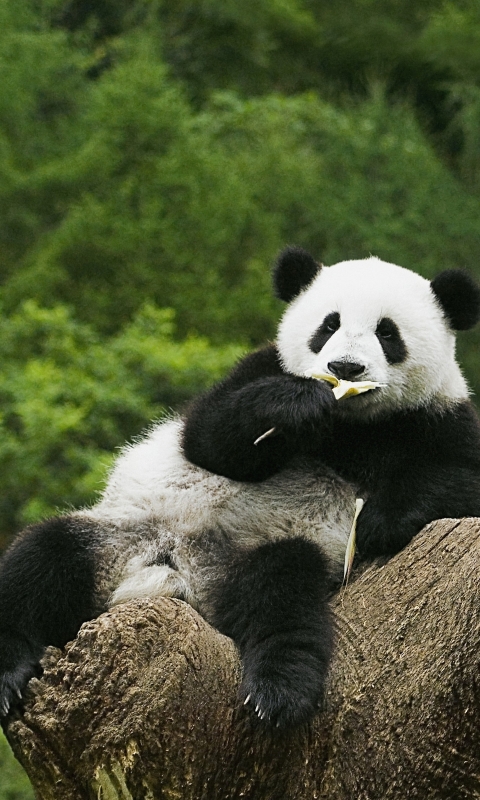 Download mobile wallpaper Animal, Panda for free.