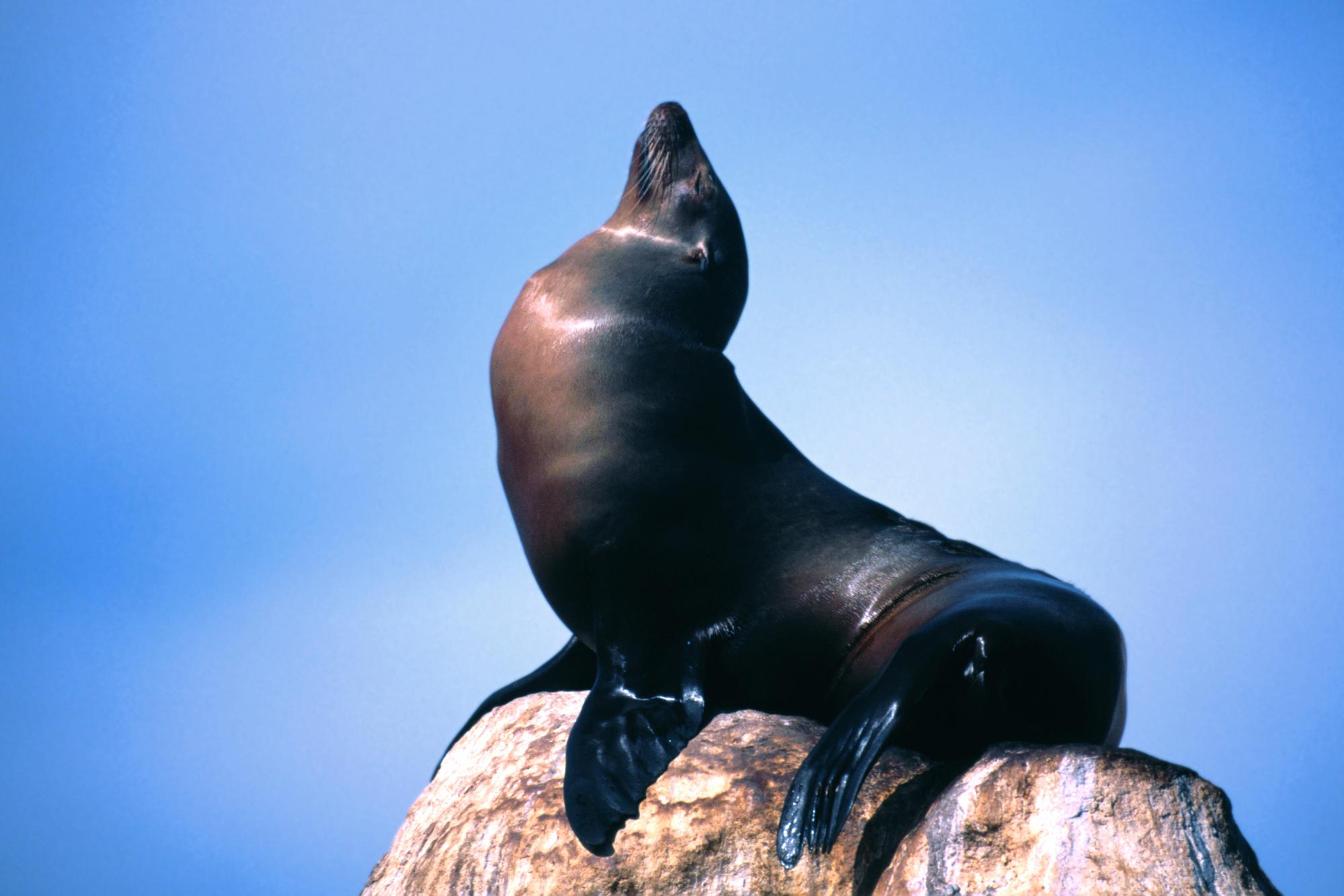 253057 descargar fondo de pantalla animales, foca, focas: protectores de pantalla e imágenes gratis