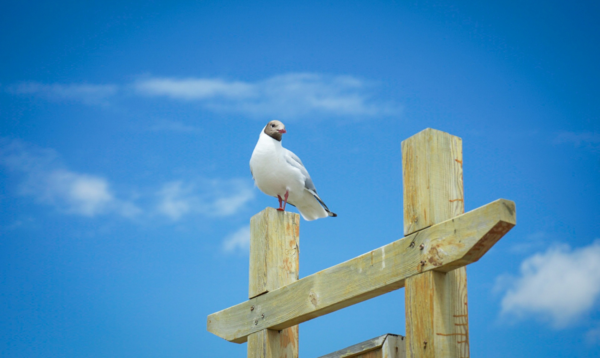 Baixar papel de parede para celular de Animais, Aves, Céu, Pássaro, Gaivota gratuito.