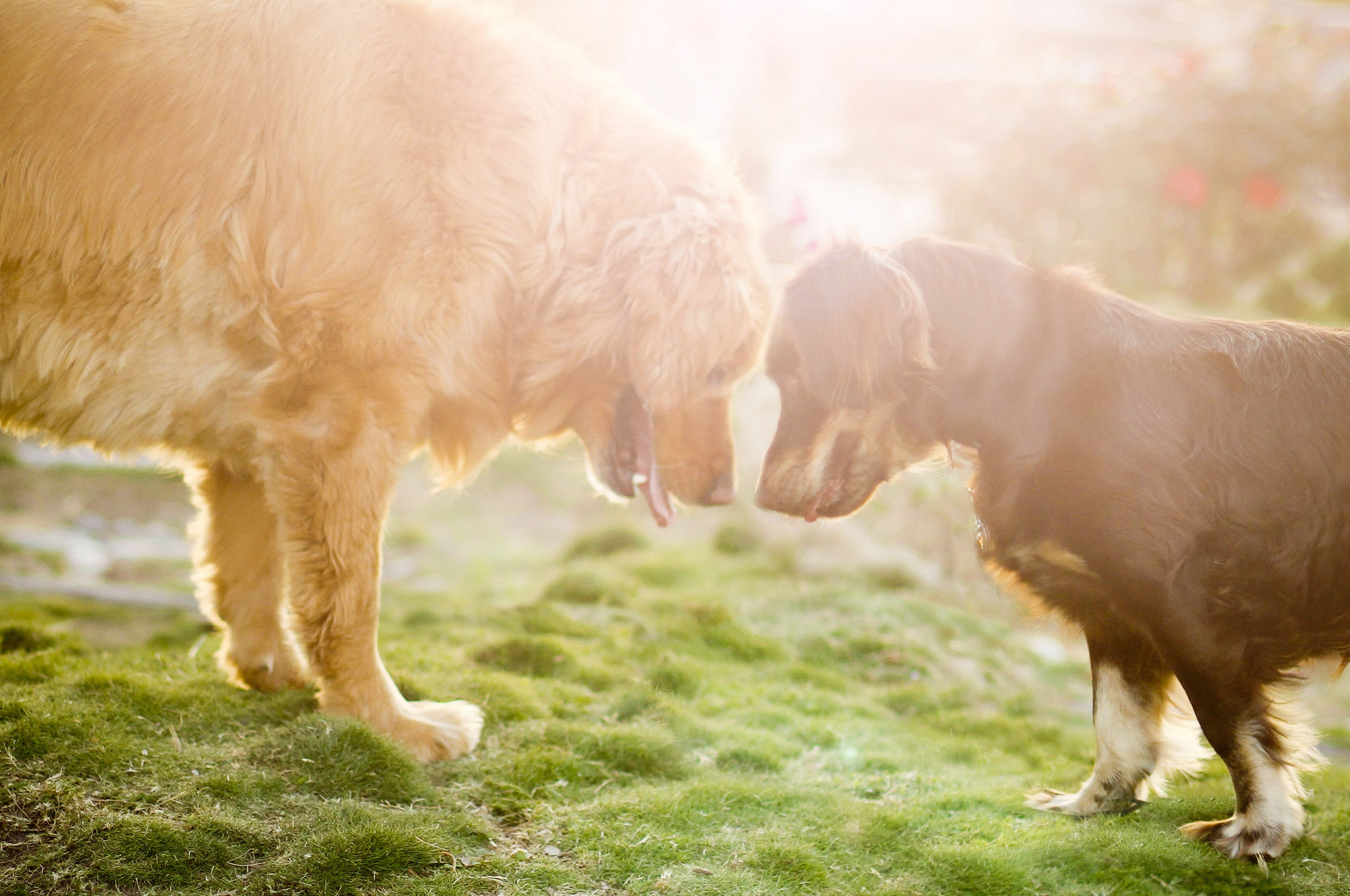 Download mobile wallpaper Australian Shepherd, Golden Retriever, Dogs, Dog, Animal for free.