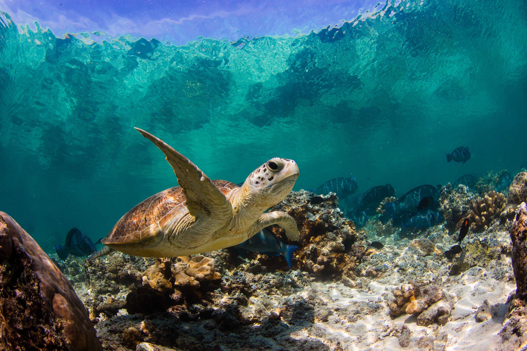 60378 скачать обои черепаха, рыбы, кораллы, макро, океан, животные, вода - заставки и картинки бесплатно