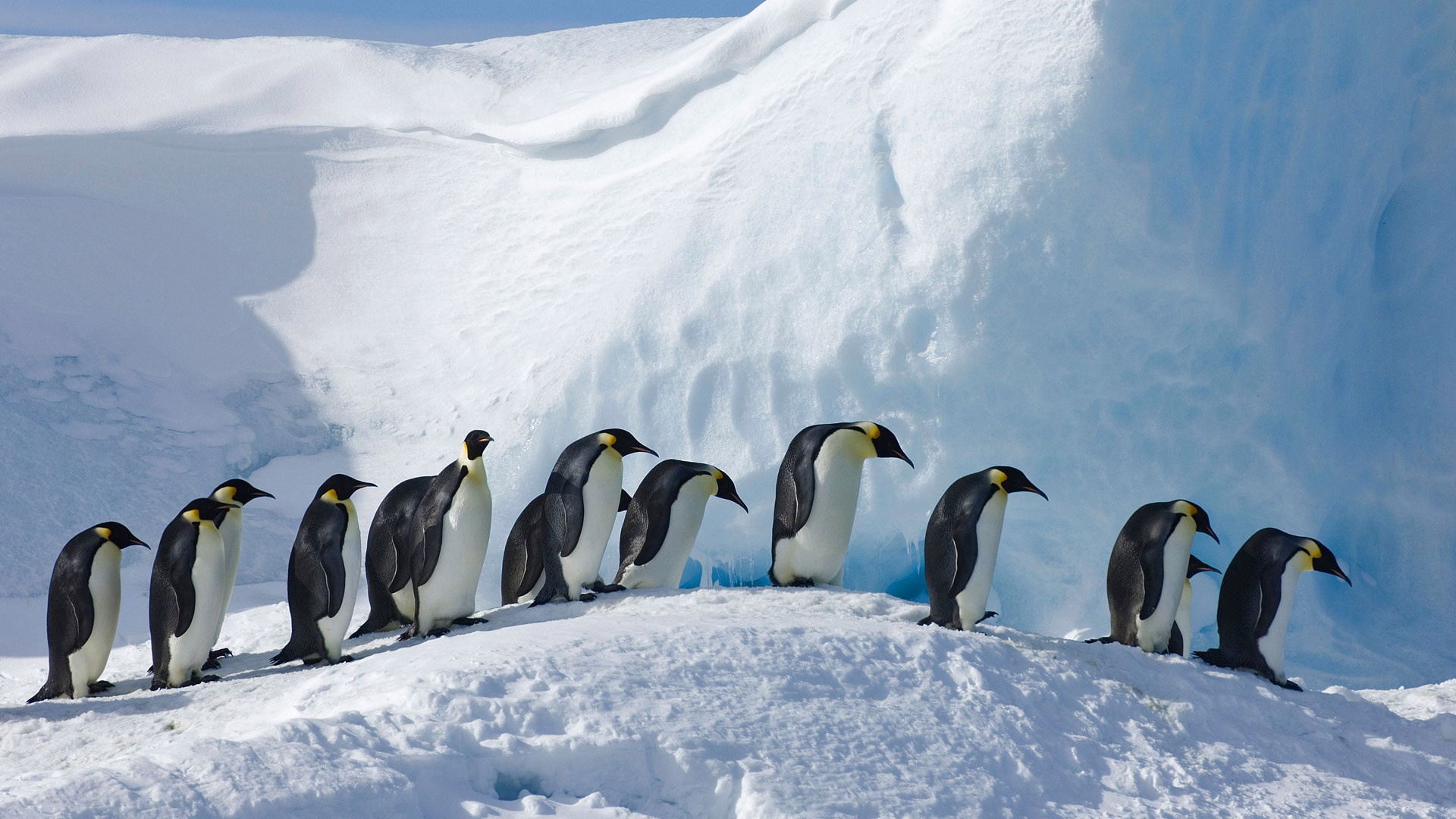 Handy-Wallpaper Tiere, Vögel, Schnee, Pinguin kostenlos herunterladen.