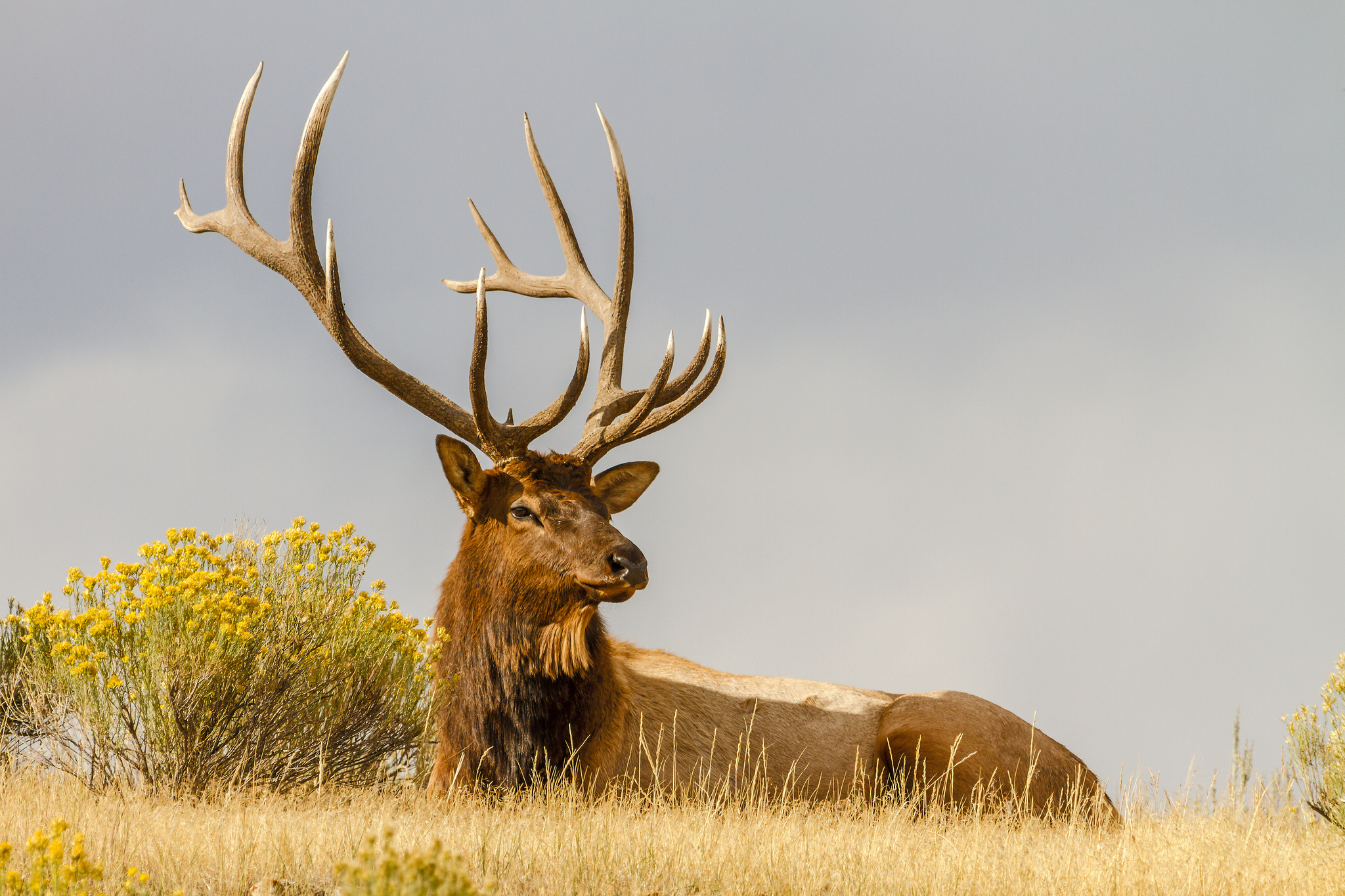 Laden Sie das Tiere, Hirsch-Bild kostenlos auf Ihren PC-Desktop herunter