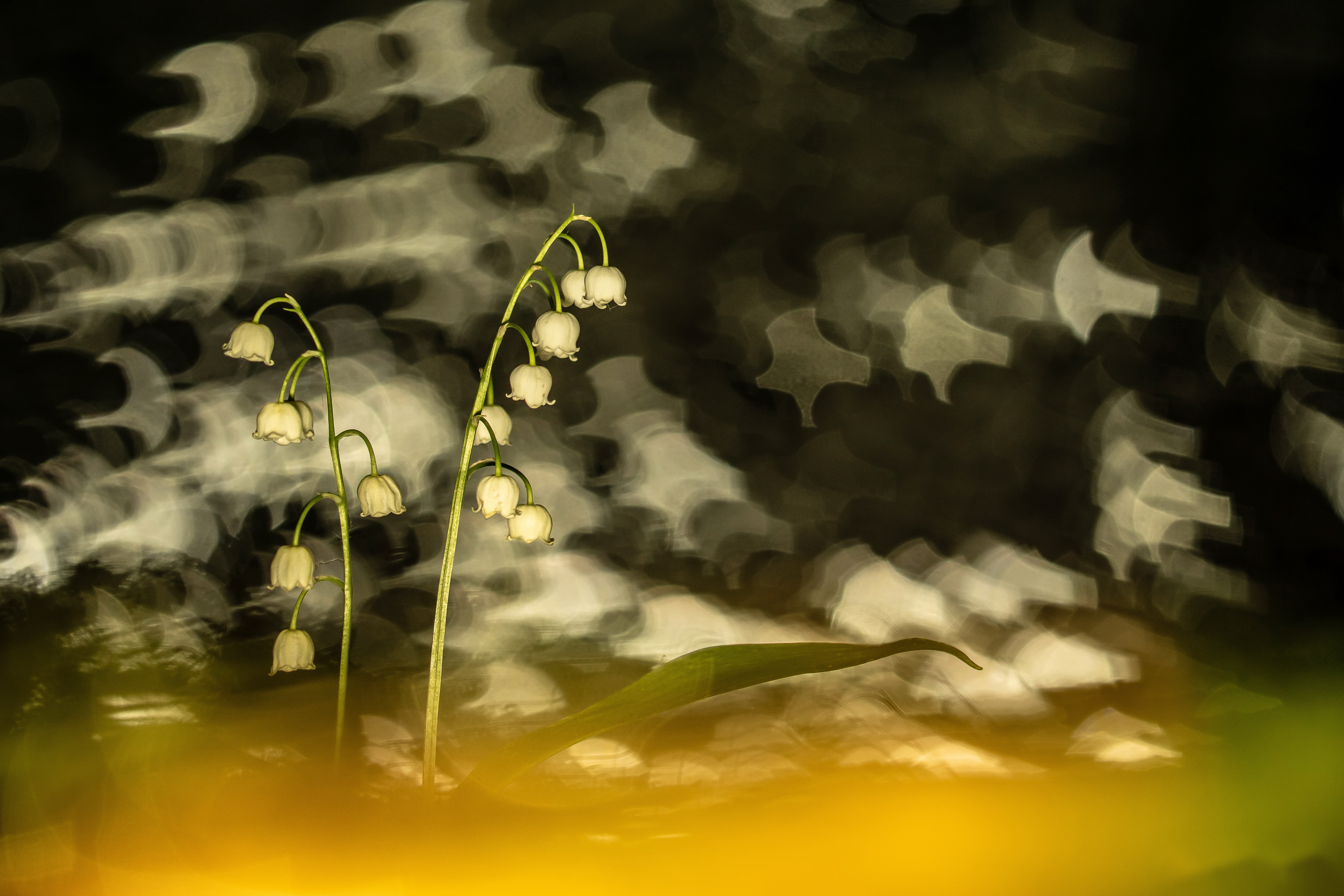 Free download wallpaper Flowers, Lily Of The Valley, Flower, Earth, Bokeh on your PC desktop