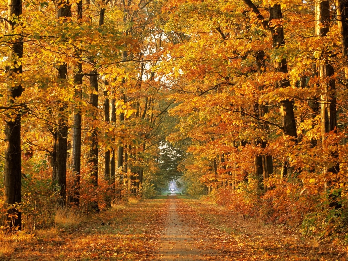 PCデスクトップに風景, 木, オレンジ, 秋画像を無料でダウンロード