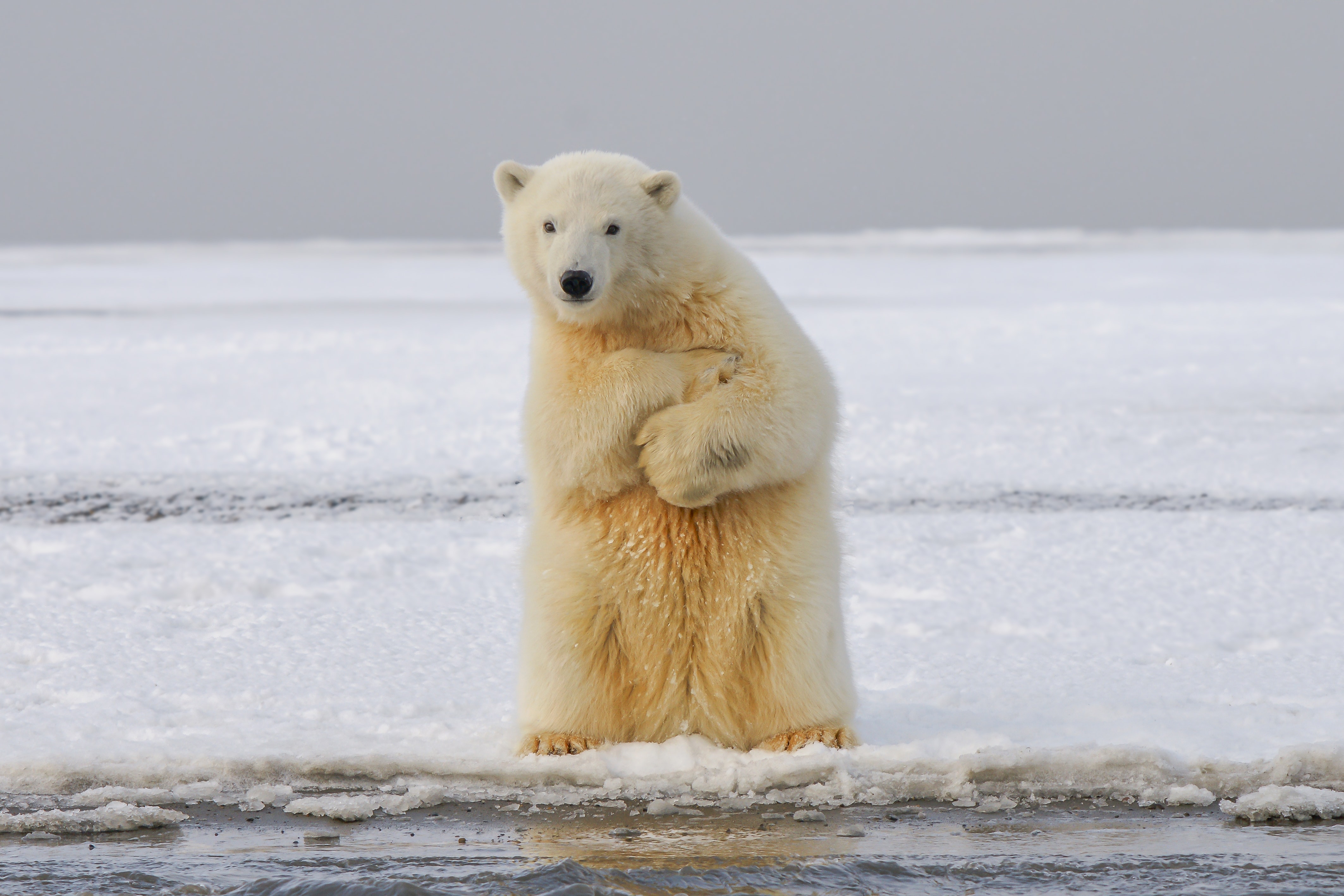 123794 завантажити шпалери тварини, лід, сніг, ведмідь, кумедний, смішний, полярний ведмідь, білий ведмідь - заставки і картинки безкоштовно