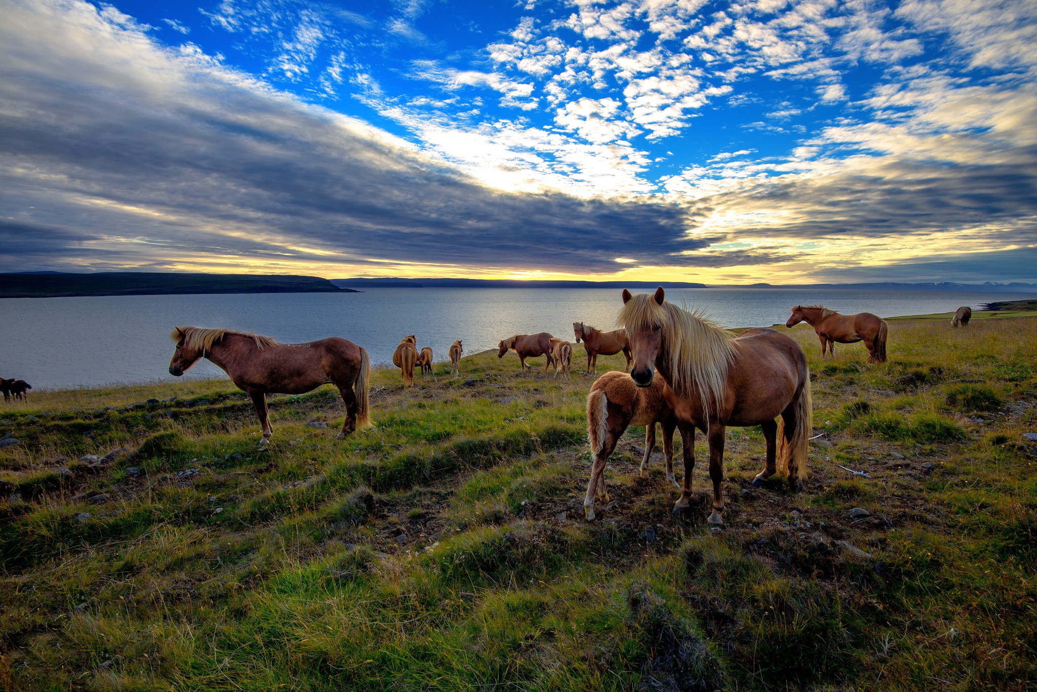 PCデスクトップに動物, 馬, 湖, クラウド画像を無料でダウンロード