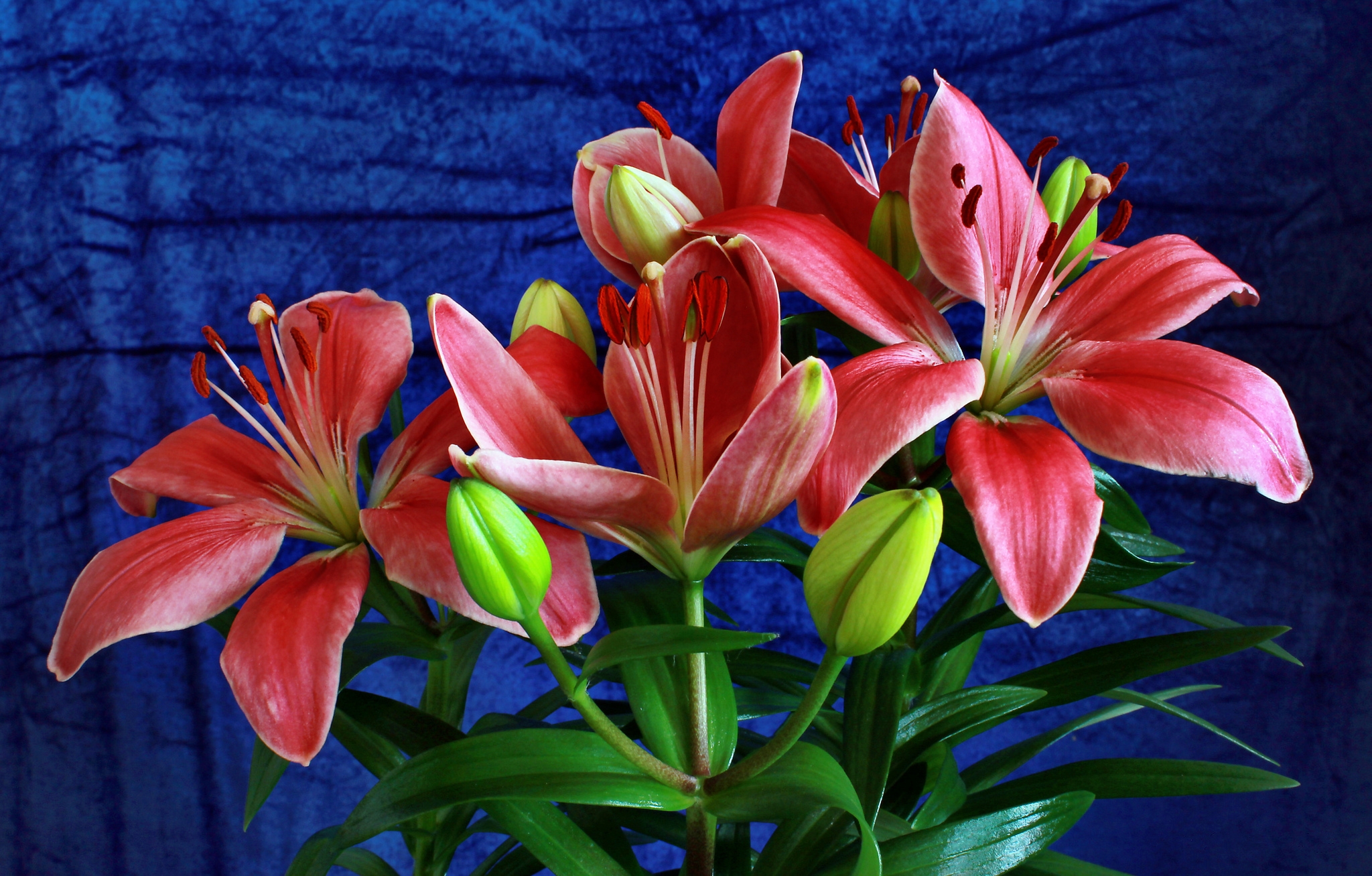 Laden Sie das Blumen, Blume, Lilie, Erde/natur, Pinke Blume-Bild kostenlos auf Ihren PC-Desktop herunter
