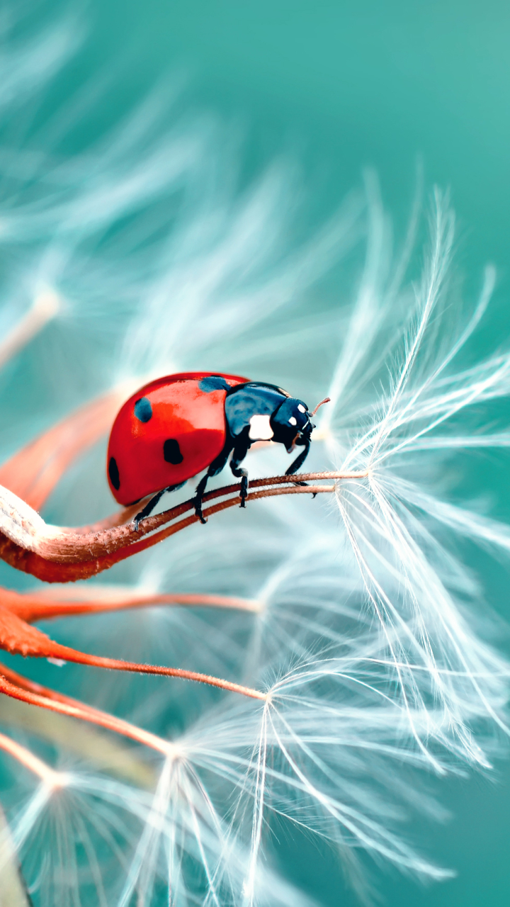 Download mobile wallpaper Macro, Insect, Animal, Ladybug, Dandelion for free.