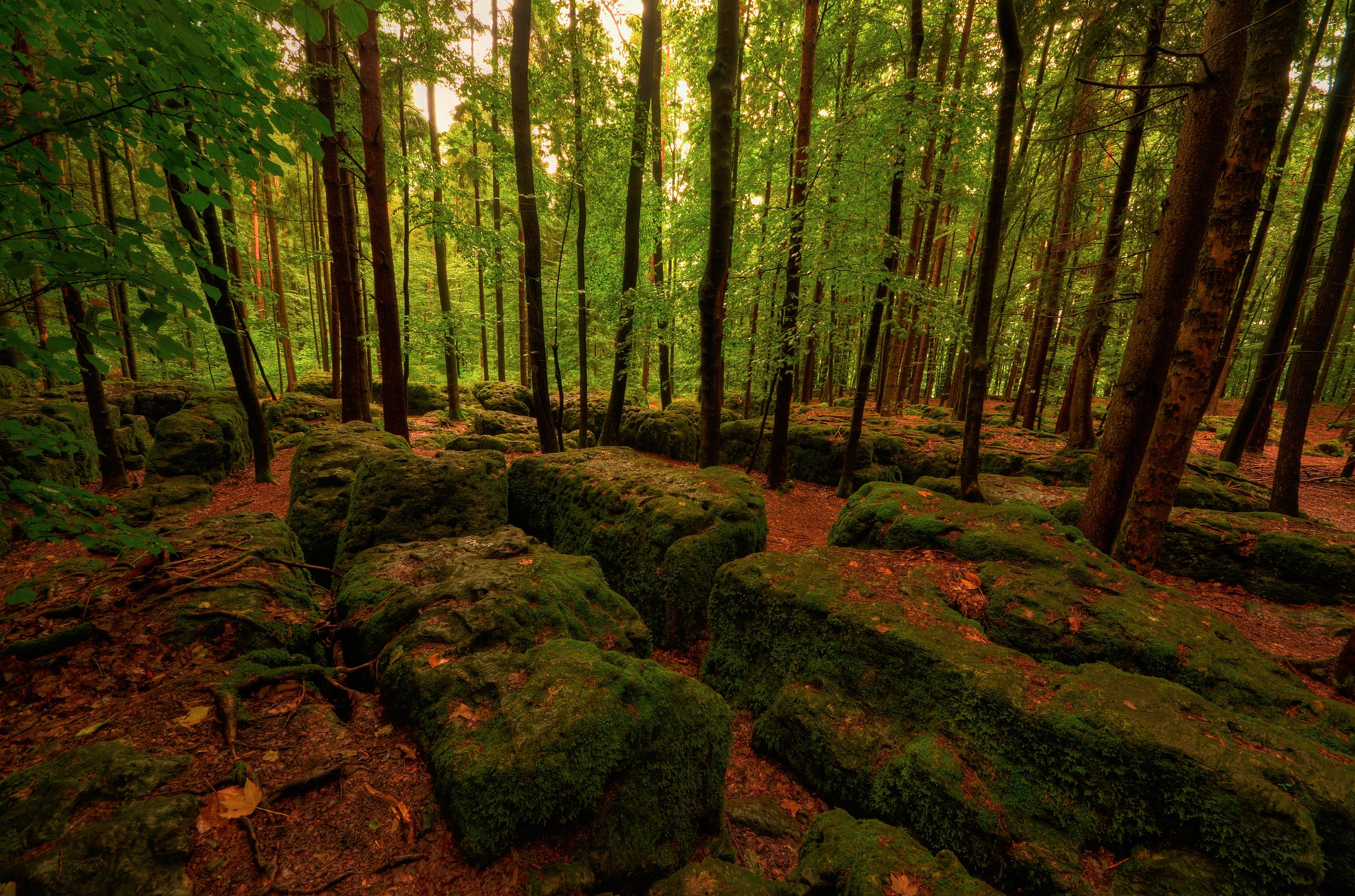 Download mobile wallpaper Forest, Trees, Nature, Moss, Stones for free.