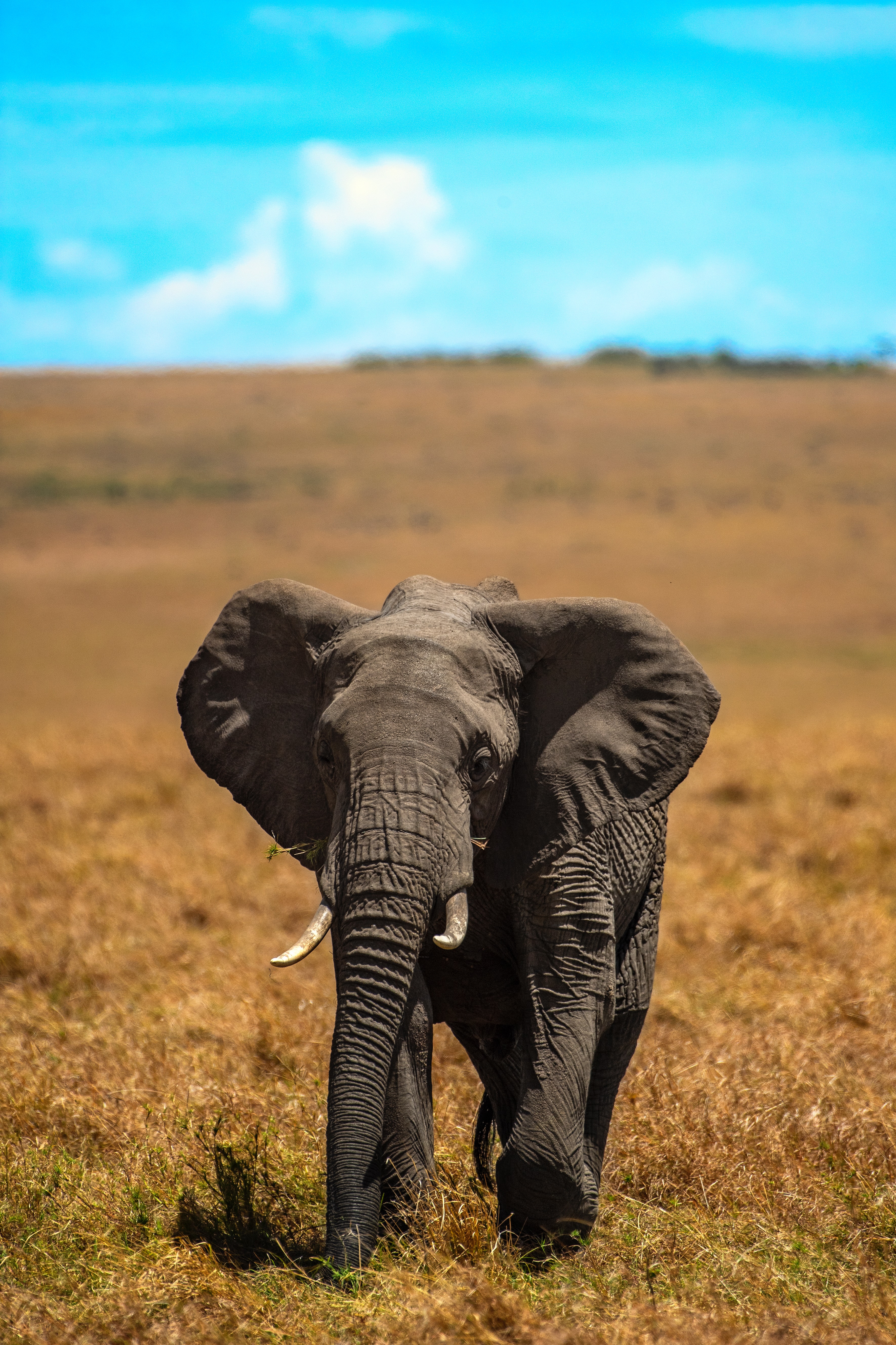 115779 скачать обои слон, животные, животное, детеныш, трава, бивни - заставки и картинки бесплатно