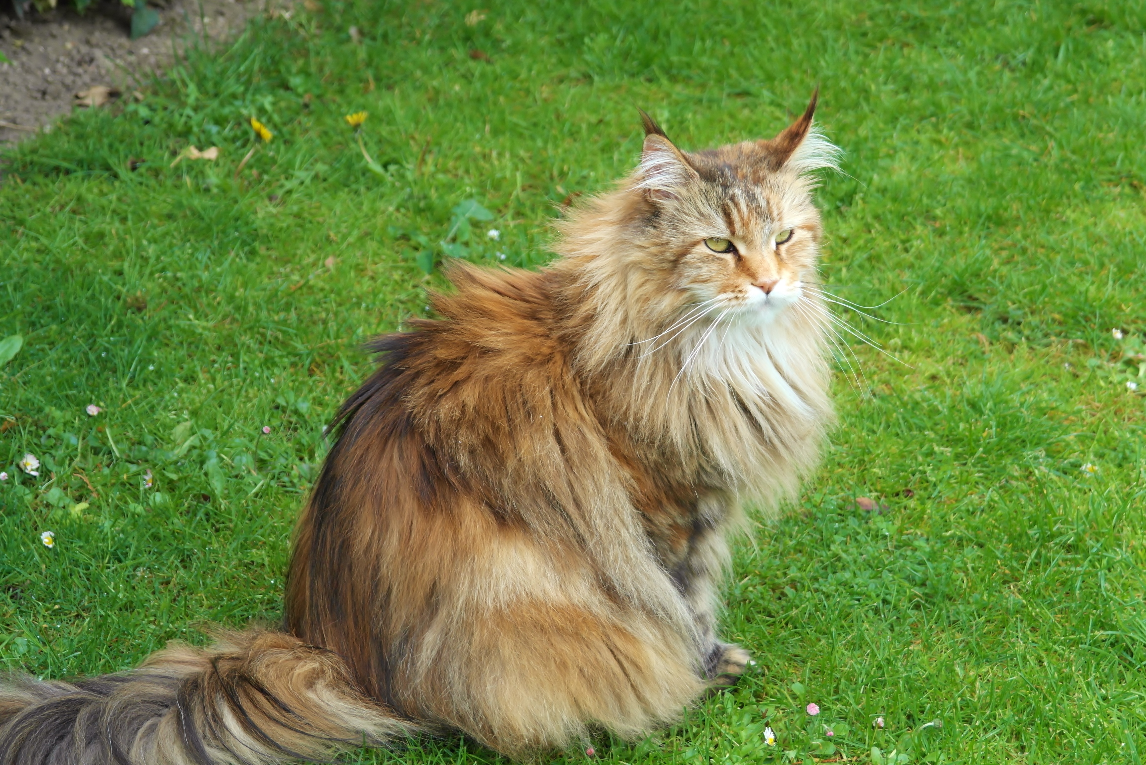 PCデスクトップに草, 座る, ふわふわ, ふかふかした, 動物, ネコ, 猫画像を無料でダウンロード