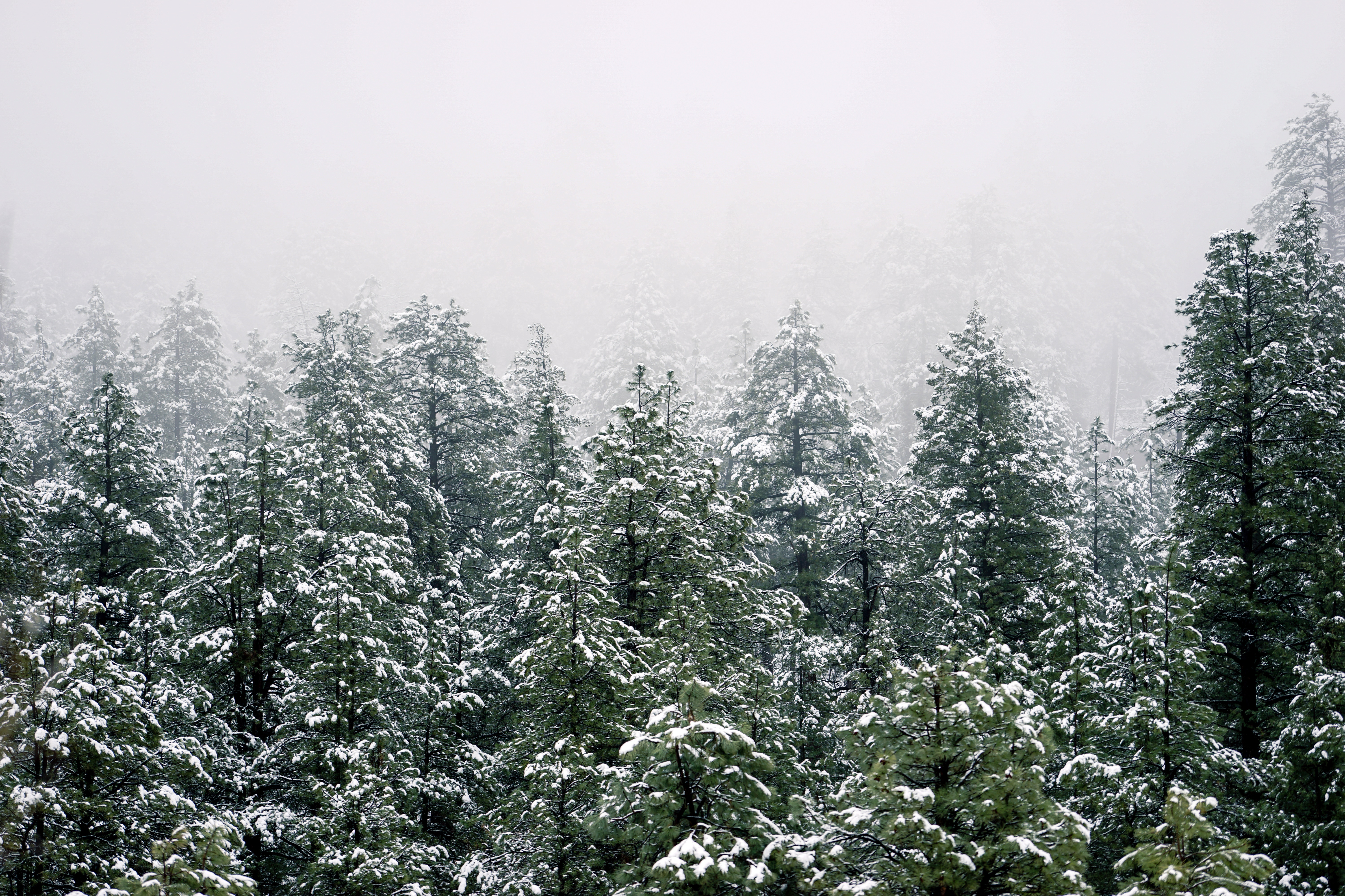 Download mobile wallpaper Winter, Nature, Forest, Tree, Fog, Earth for free.