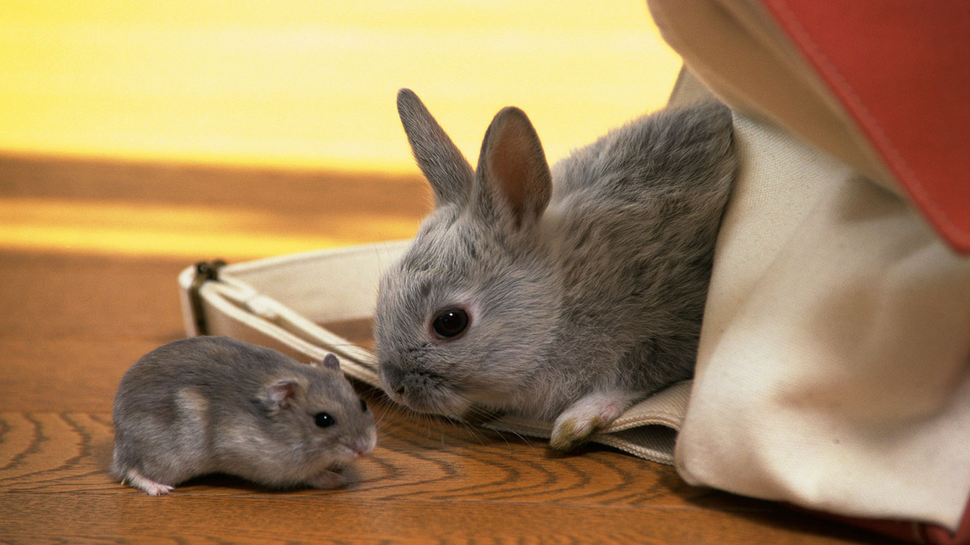 Téléchargez des papiers peints mobile Animaux, Mignon gratuitement.