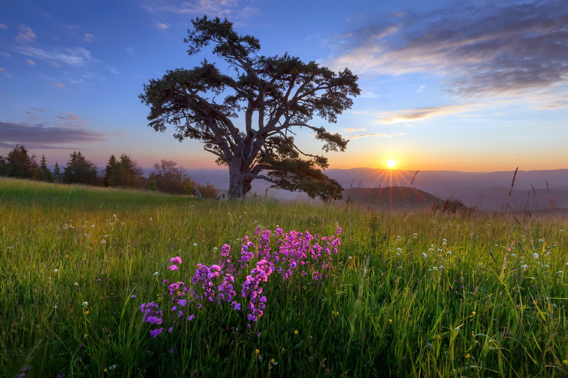 Laden Sie das Landschaft, Natur, Blume, Baum, Sonnenaufgang, Gras, Lila Blume, Erde/natur-Bild kostenlos auf Ihren PC-Desktop herunter