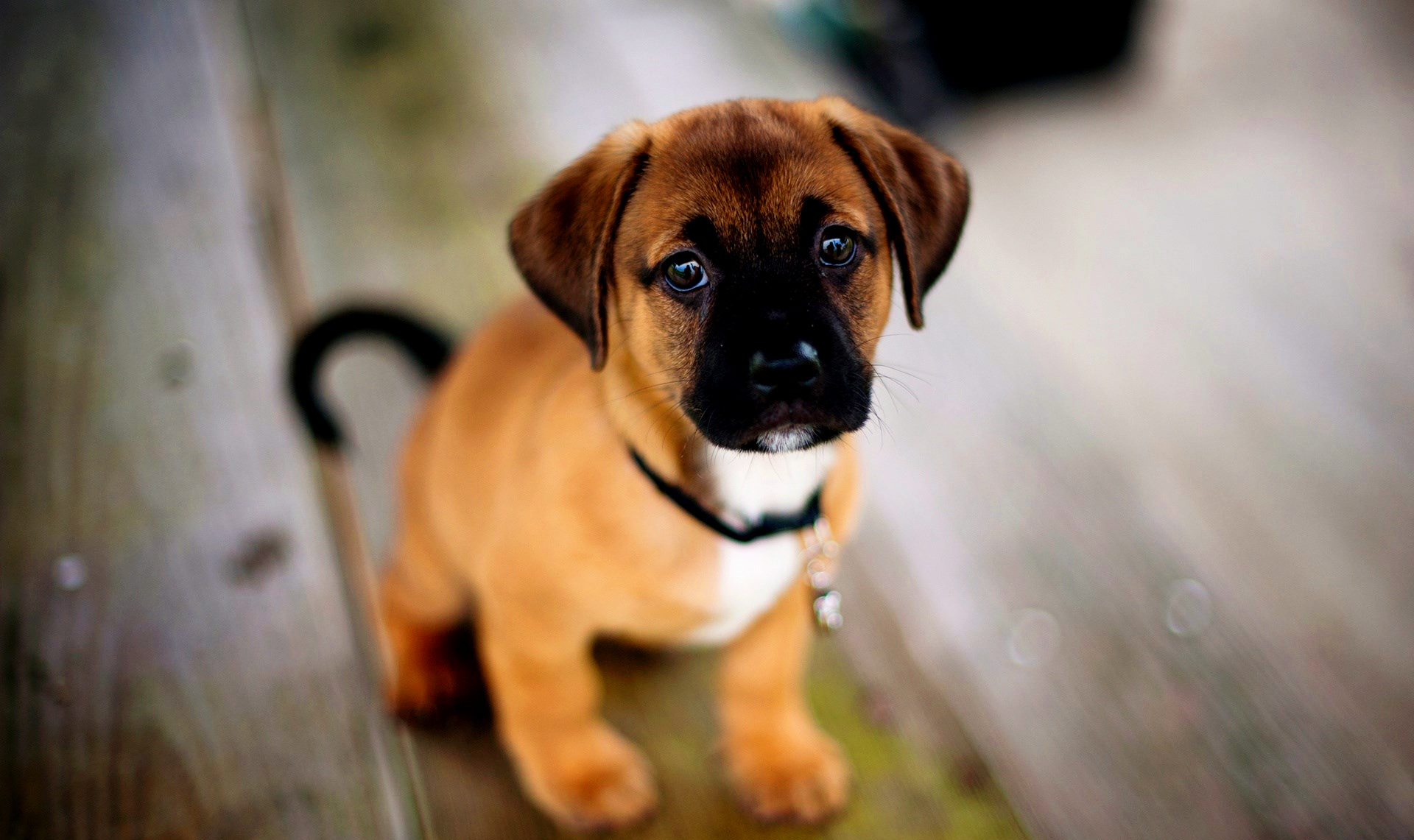 Download mobile wallpaper Dog, Animal, Puppy for free.
