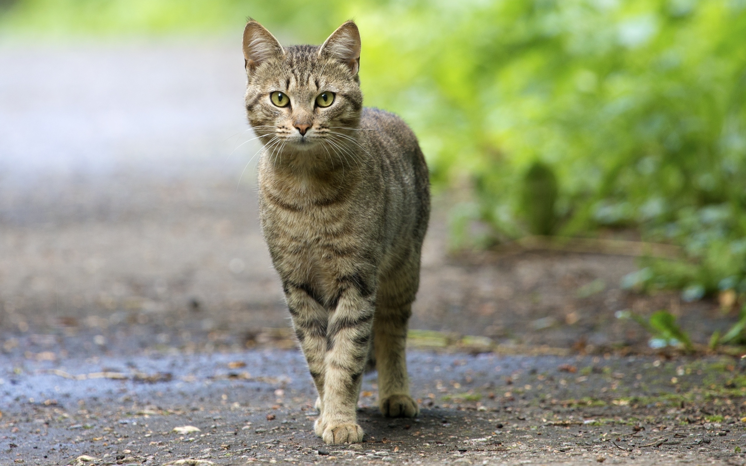 Handy-Wallpaper Tiere, Katze kostenlos herunterladen.