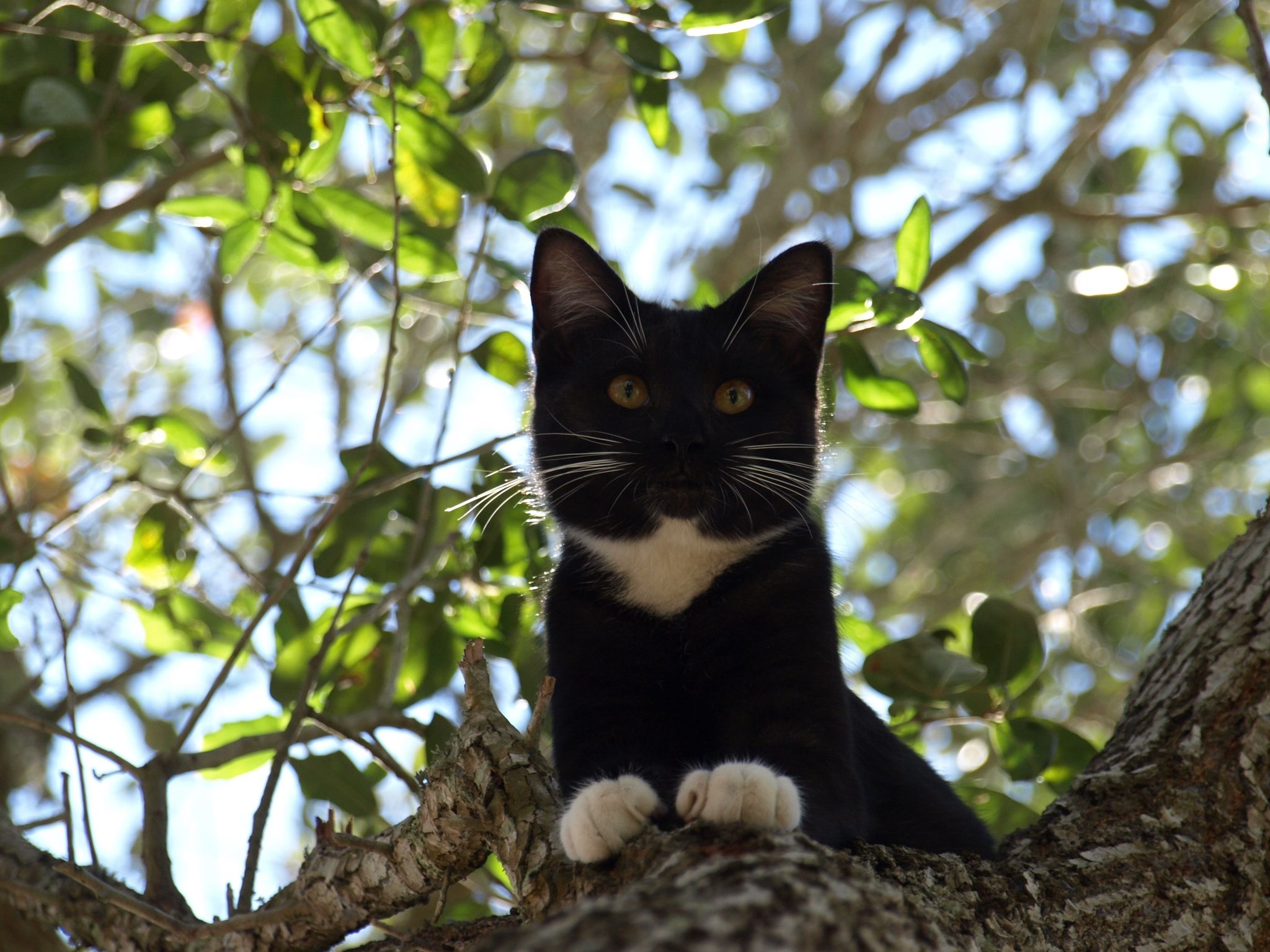 animals, leaves, wood, cat, tree, branches, crawl HD wallpaper