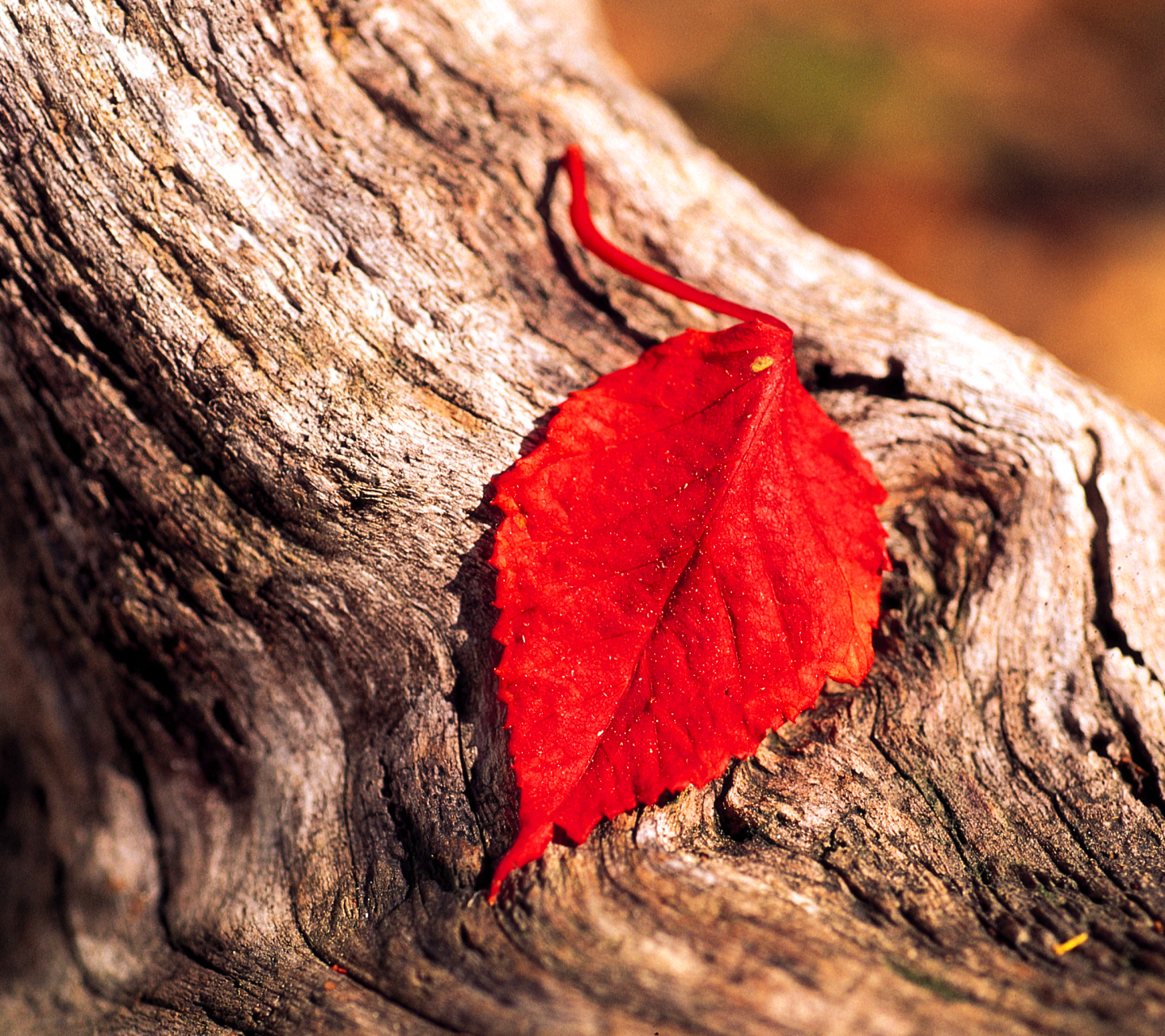 Download mobile wallpaper Nature, Close Up, Leaf, Earth for free.