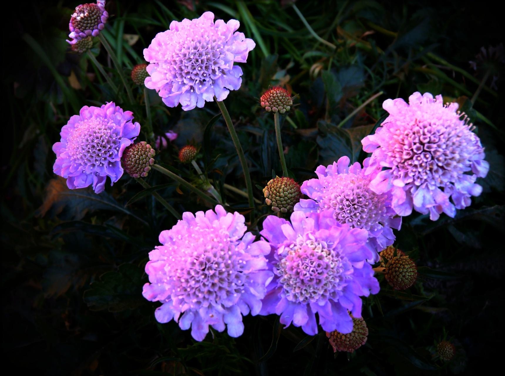 111712 baixar papel de parede flores, noite, violeta, canteiro de flores - protetores de tela e imagens gratuitamente