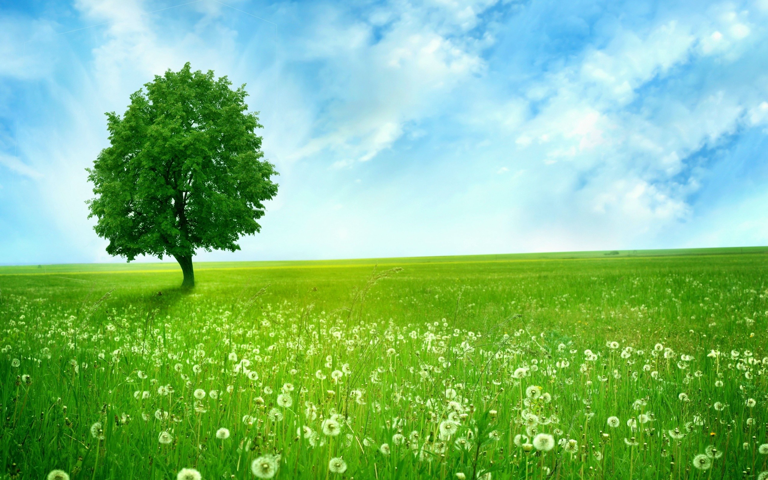 Download mobile wallpaper Trees, Grass, Tree, Earth, Field, Dandelion, Greenery, Lonely Tree for free.