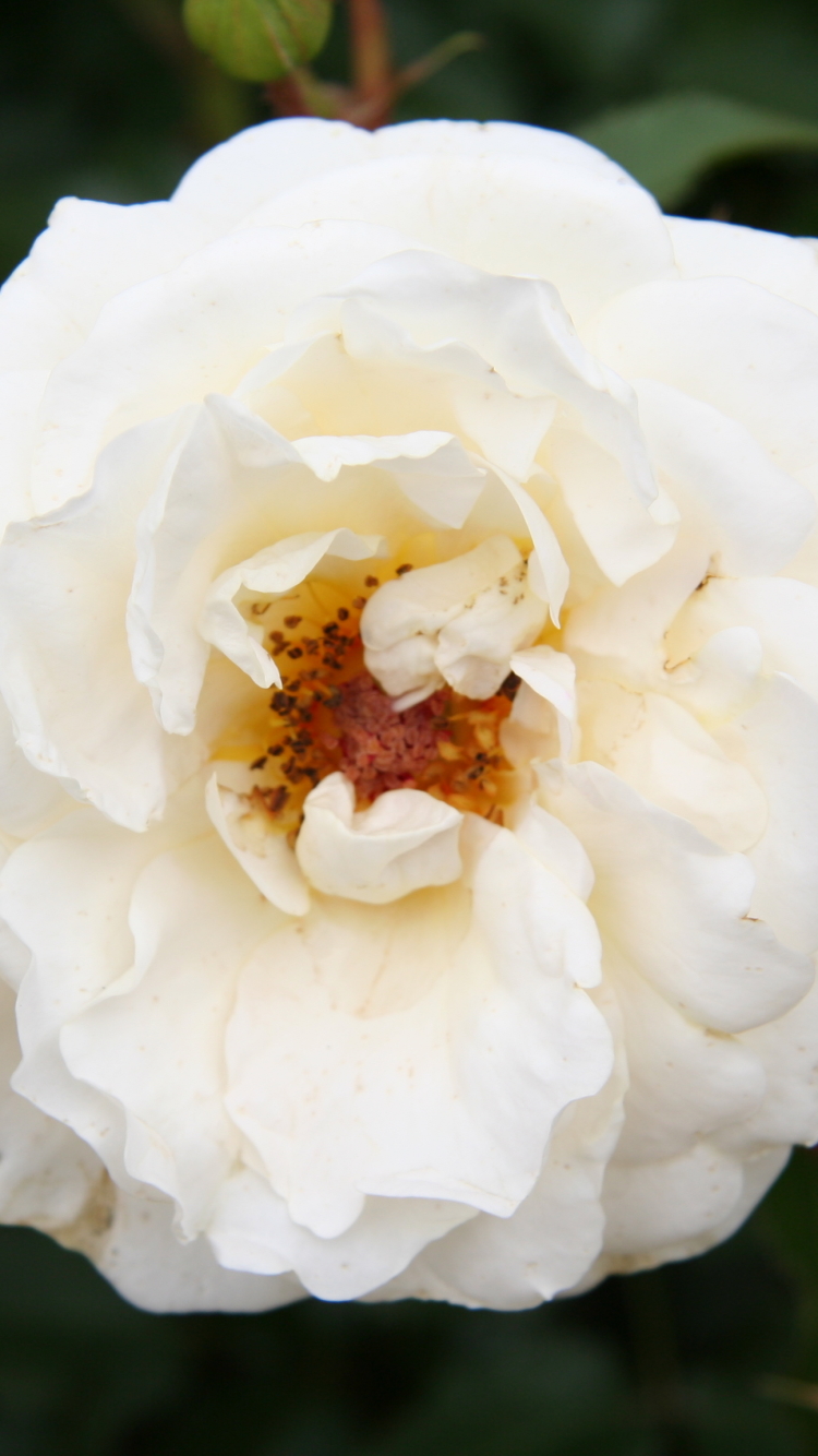 Handy-Wallpaper Blumen, Blume, Rose, Knospe, Weiße Rose, Erde/natur kostenlos herunterladen.