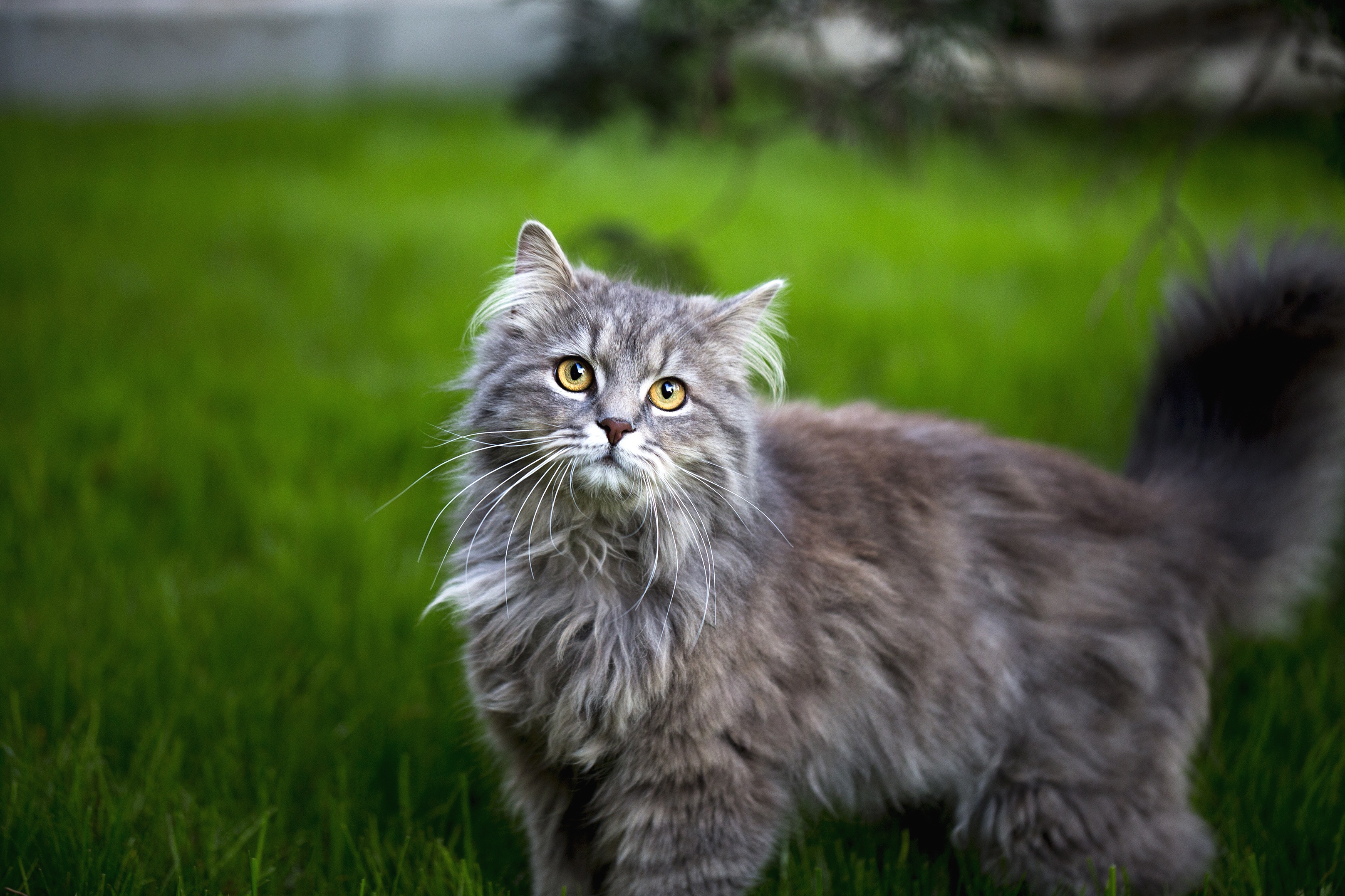 Baixe gratuitamente a imagem Gato, Gatos, Animais na área de trabalho do seu PC