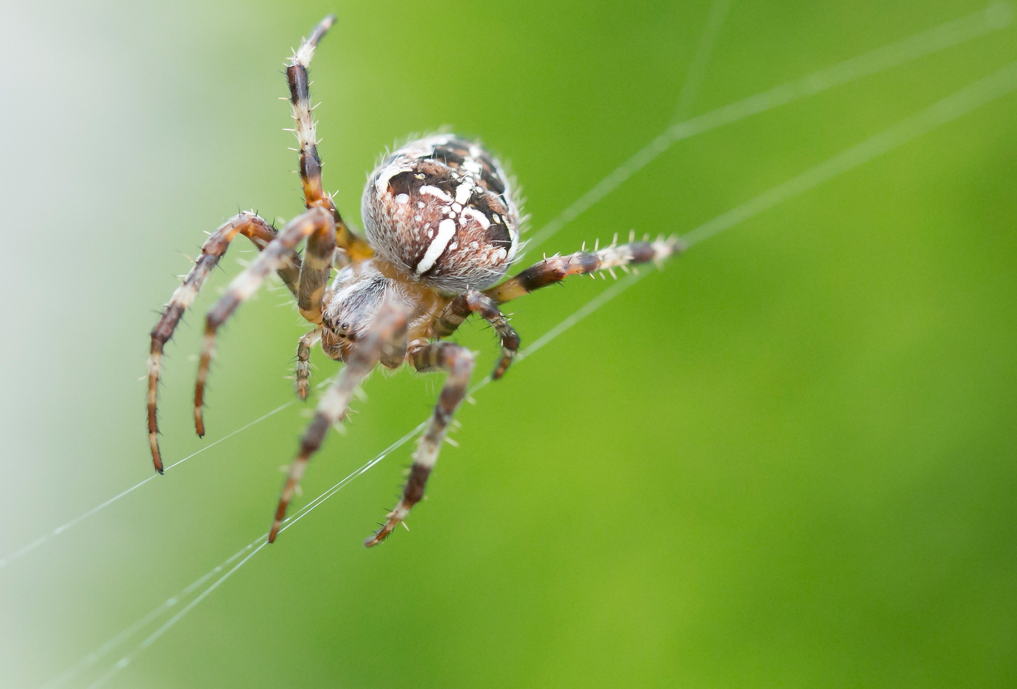Téléchargez des papiers peints mobile Animaux, Araignées, Araignée, Arachnide gratuitement.