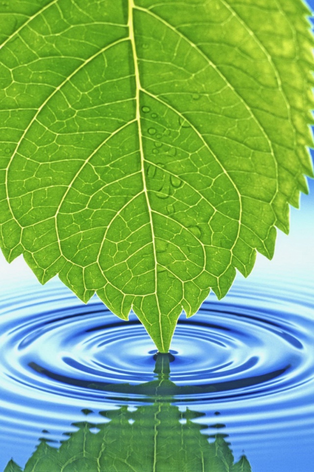 Download mobile wallpaper Nature, Water, Leaf, Earth for free.