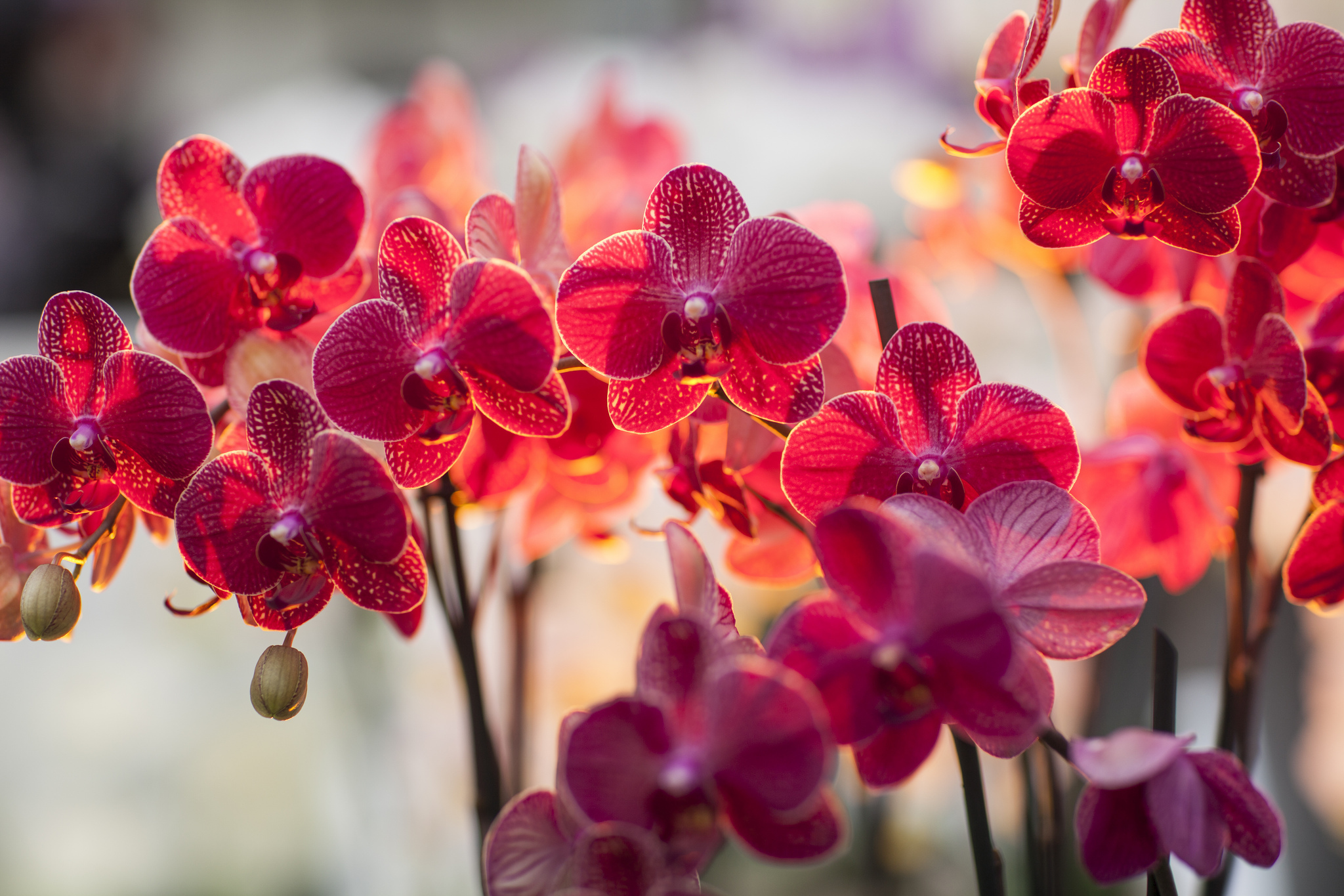 Free download wallpaper Orchid, Flowers, Earth on your PC desktop