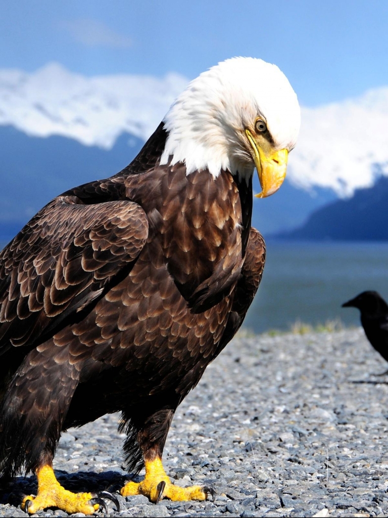 Download mobile wallpaper Birds, Bird, Animal, Eagle, Bald Eagle for free.