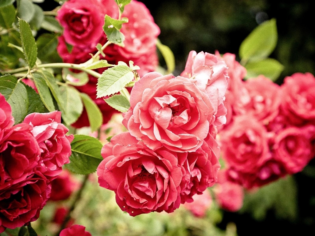 Téléchargez des papiers peints mobile Plantes, Roses, Fleurs gratuitement.