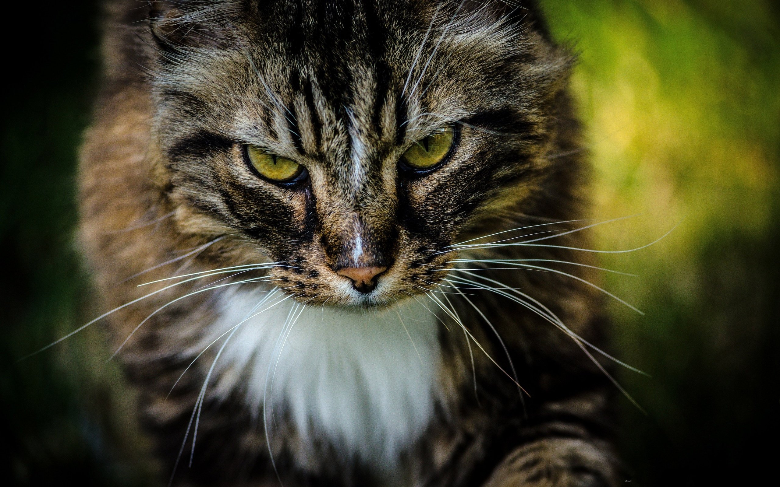 Baixe gratuitamente a imagem Gato, Gatos, Animais na área de trabalho do seu PC