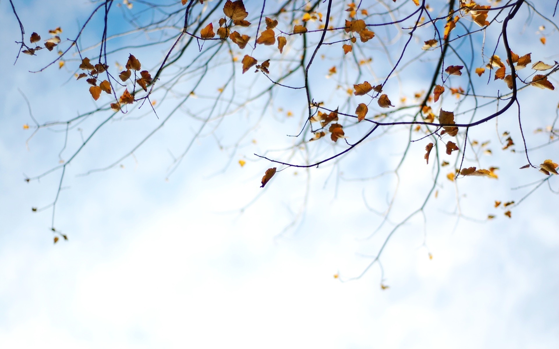 Laden Sie das Blatt, Erde/natur-Bild kostenlos auf Ihren PC-Desktop herunter