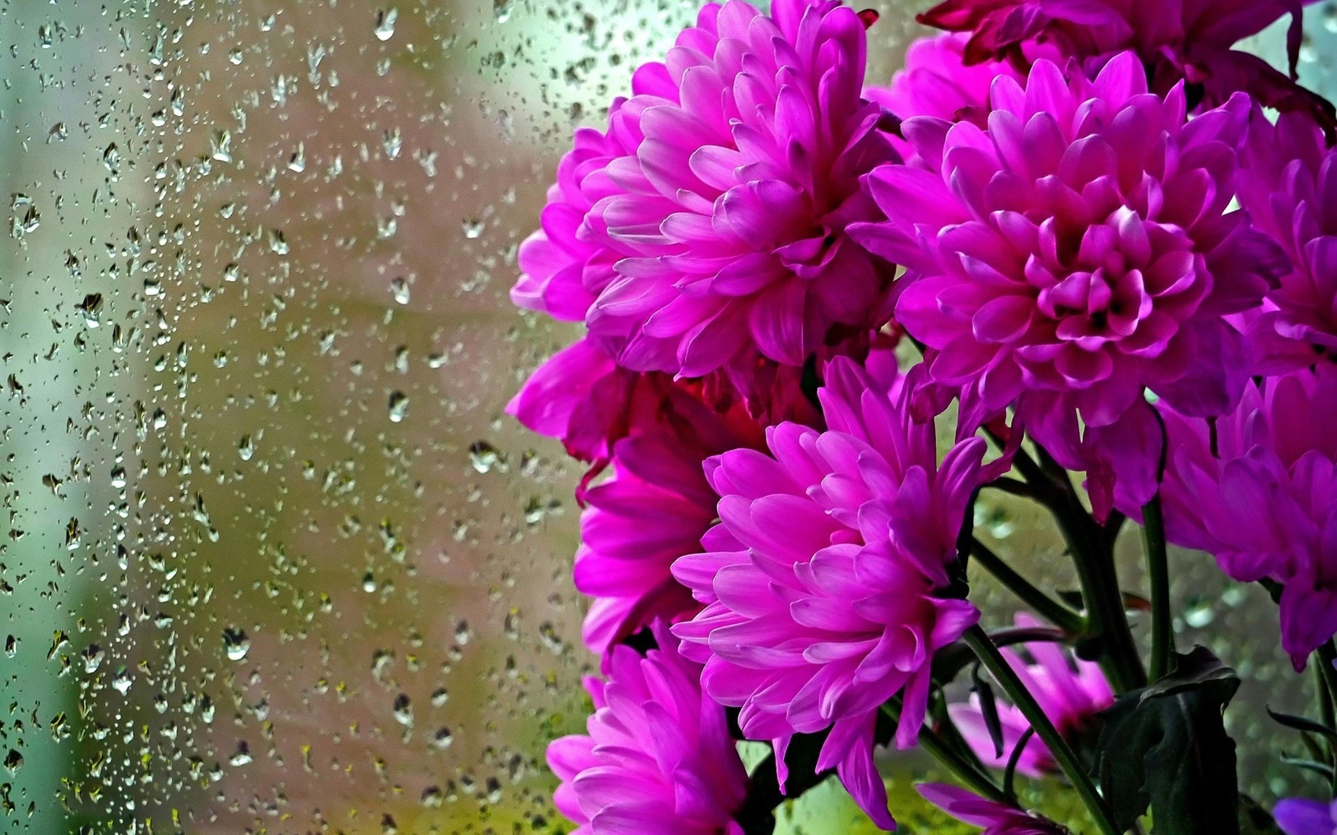 無料モバイル壁紙フラワーズ, 花, 閉じる, 地球, ダリア, 雨滴, 紫色の花をダウンロードします。