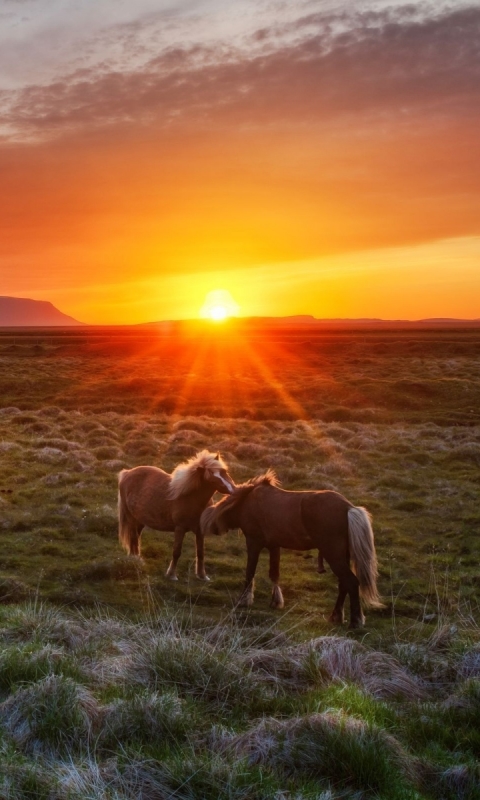 Handy-Wallpaper Tiere, Hauspferd kostenlos herunterladen.