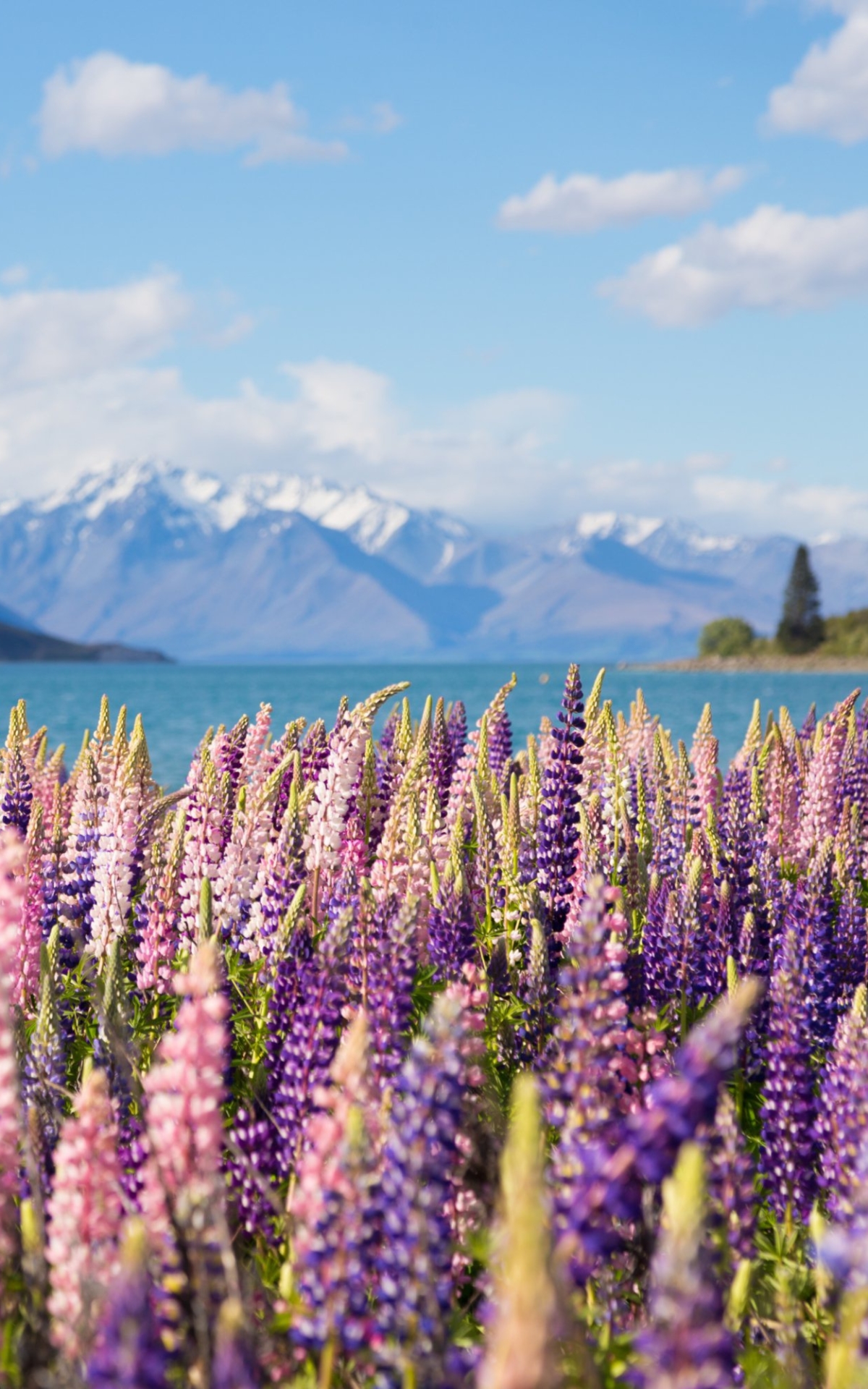 Descarga gratuita de fondo de pantalla para móvil de Naturaleza, Montaña, Lago, Flor, Nueva Zelanda, Tierra/naturaleza, Altramuz.