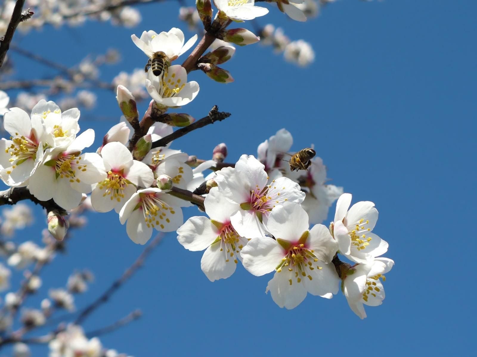 55081 télécharger l'image abeilles, fleurs, sky, branches, floraison, printemps, source, pollinisation - fonds d'écran et économiseurs d'écran gratuits