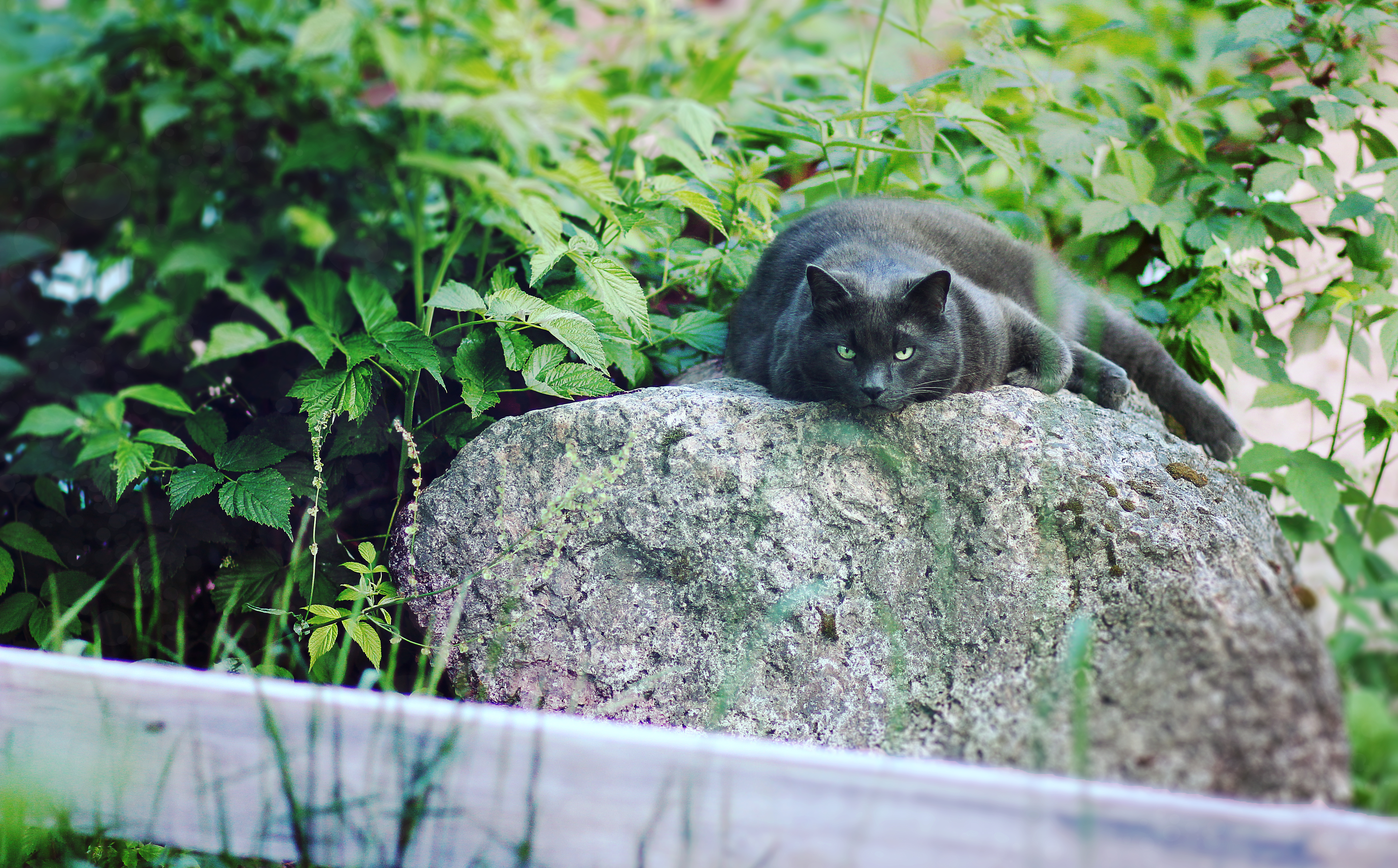 Handy-Wallpaper Katze, Katzen, Tiere kostenlos herunterladen.