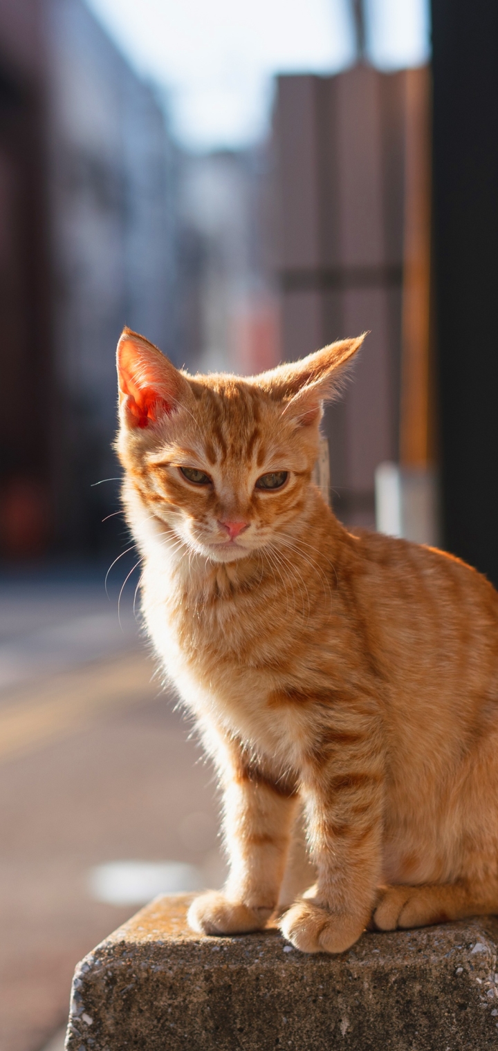 Handy-Wallpaper Tiere, Katzen, Katze, Tiefenschärfe kostenlos herunterladen.