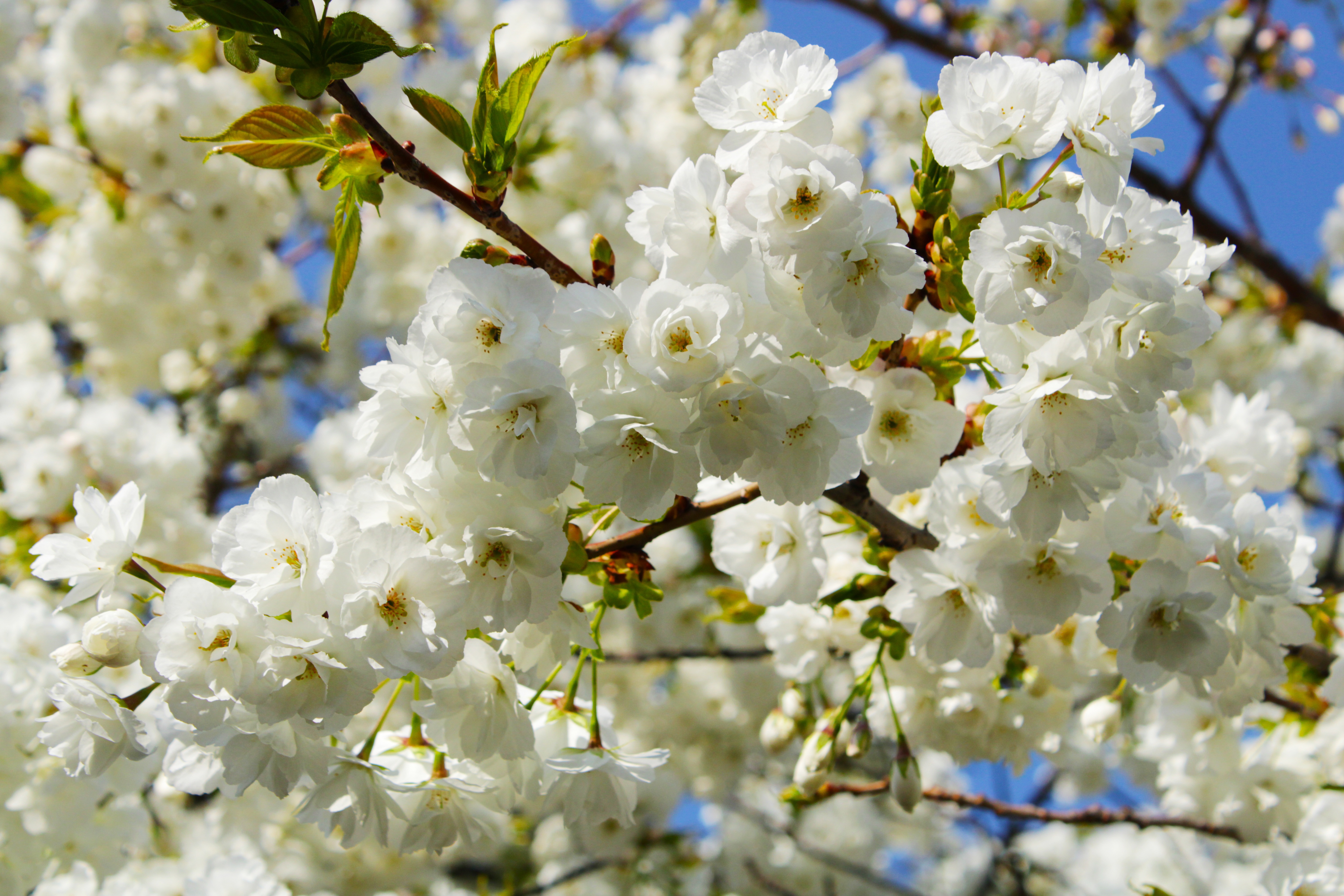 無料モバイル壁紙花, ブランチ, 地球, 春, 白い花をダウンロードします。