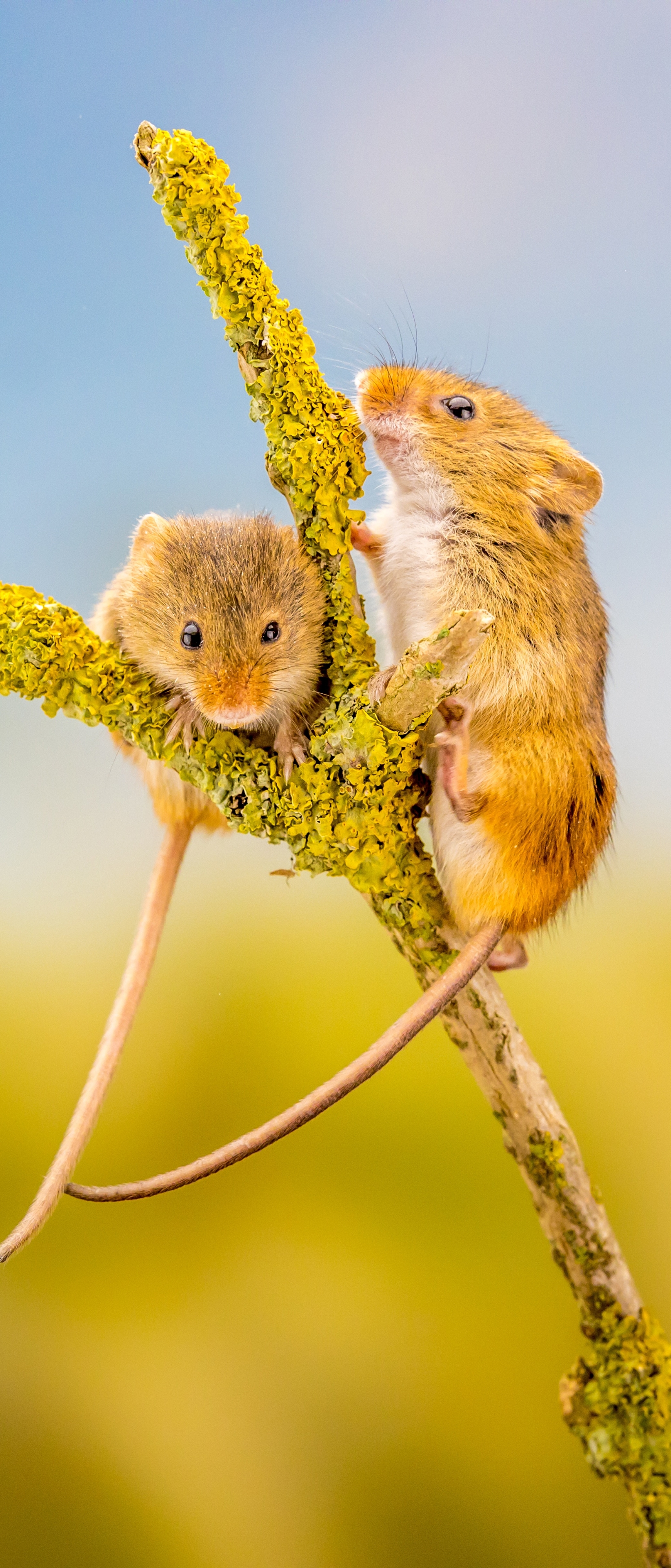 Download mobile wallpaper Animal, Mouse, Rodent for free.