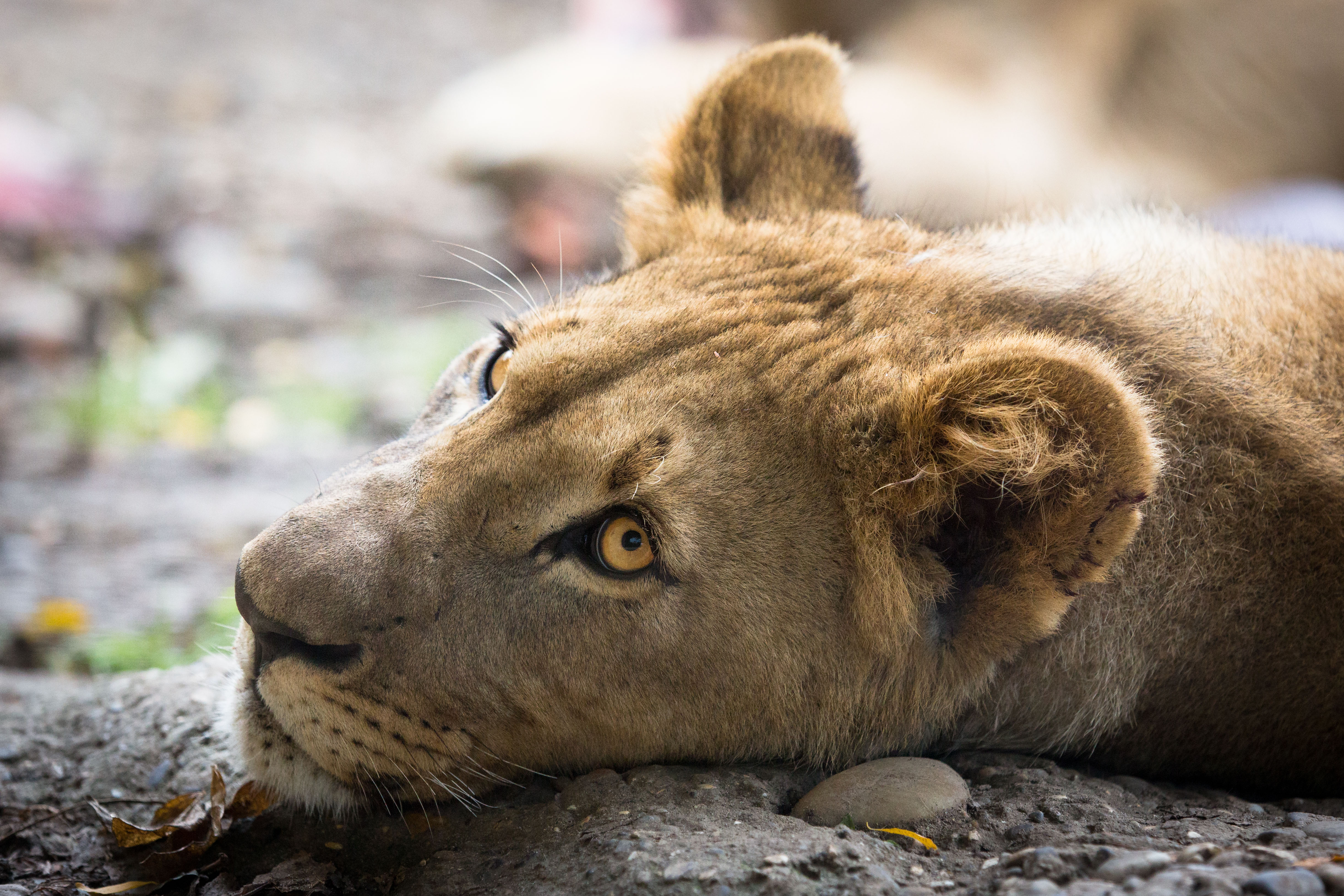 378374 descargar imagen animales, león, leona, gatos: fondos de pantalla y protectores de pantalla gratis