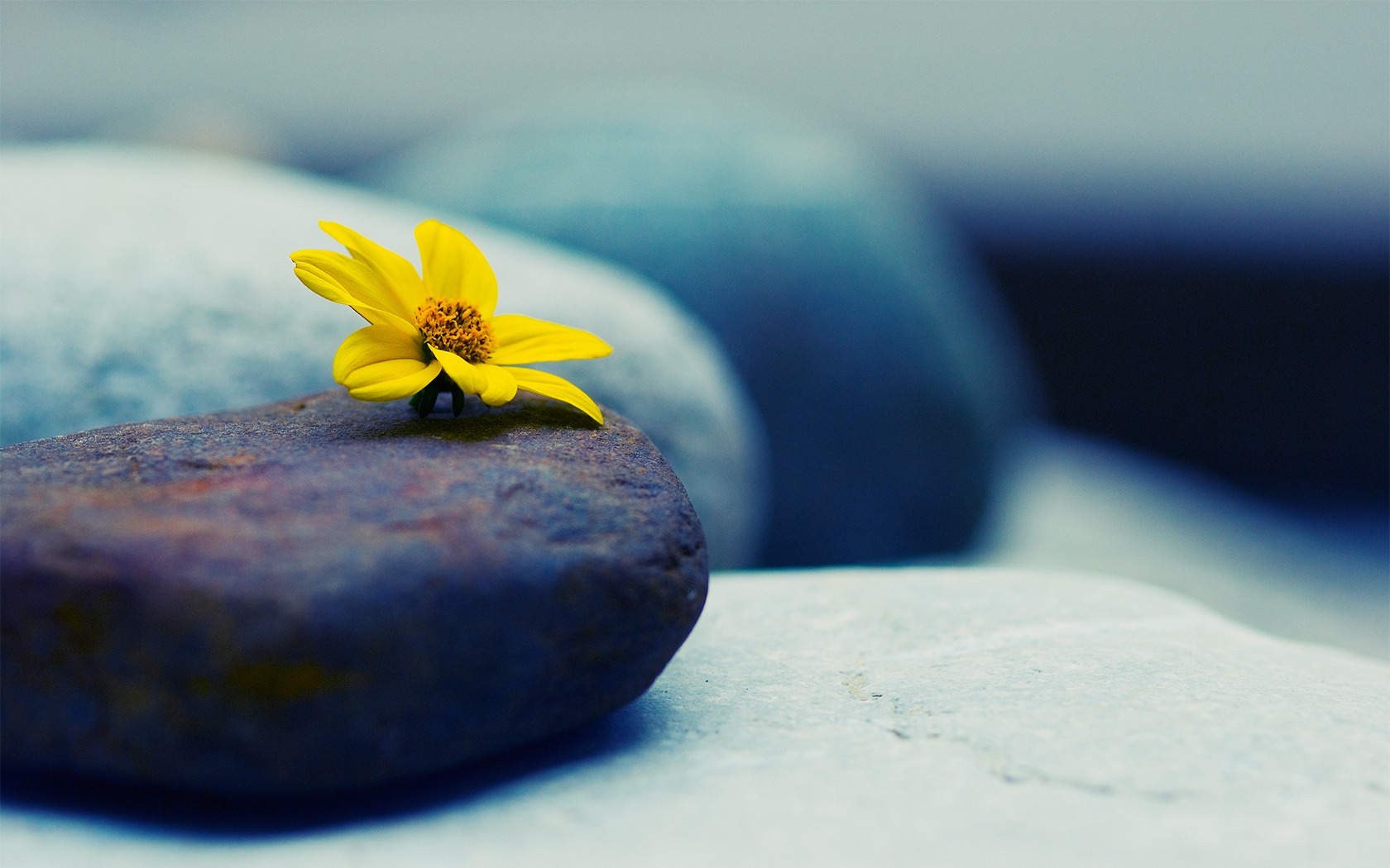 Descarga gratuita de fondo de pantalla para móvil de Flores, Flor, Tierra/naturaleza.