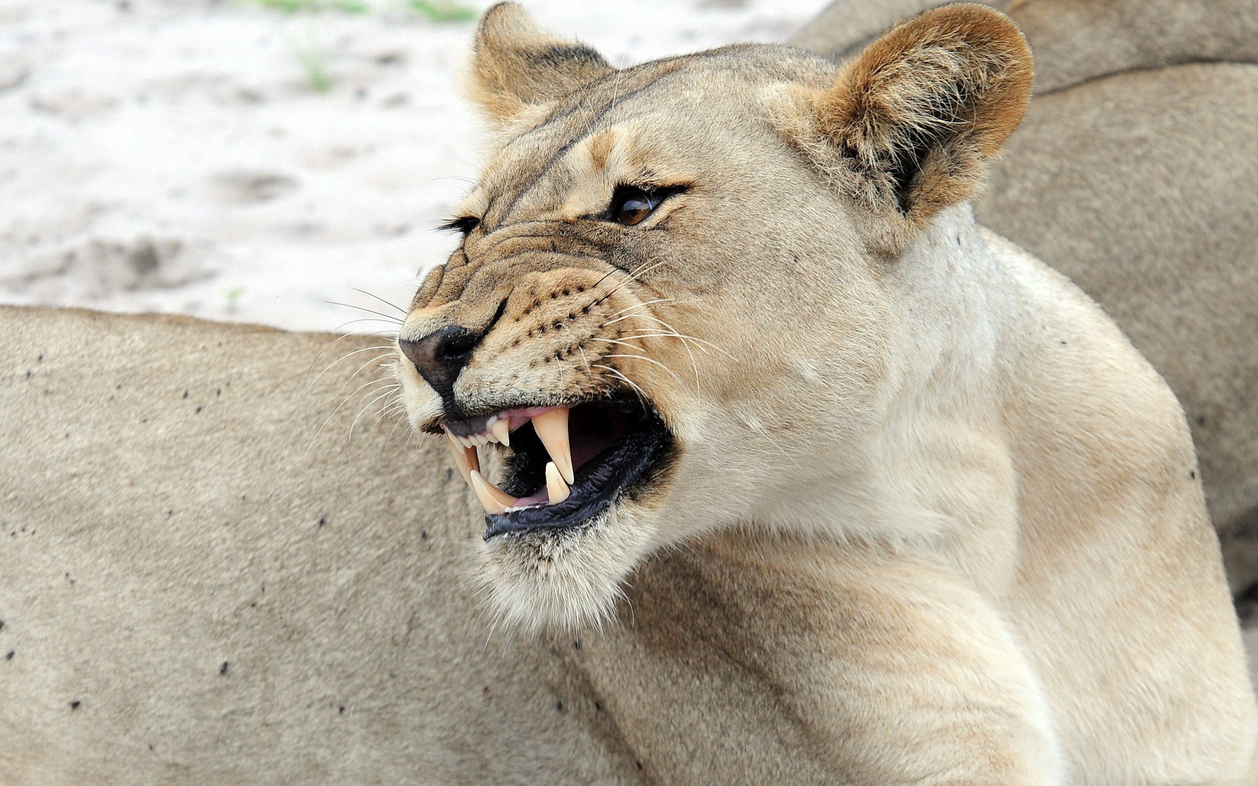 Free download wallpaper Muzzle, Lioness, Animals, Predator on your PC desktop