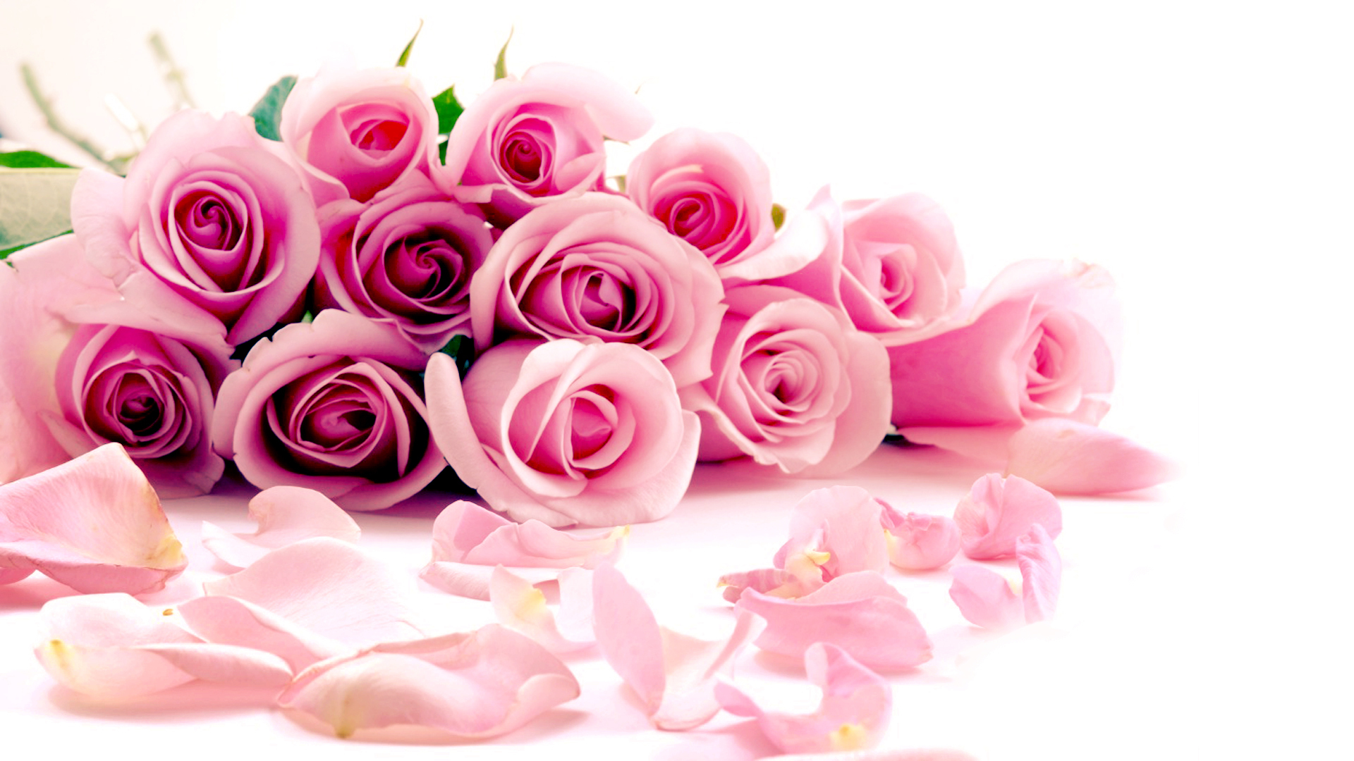 Free download wallpaper Flower, Rose, Earth on your PC desktop