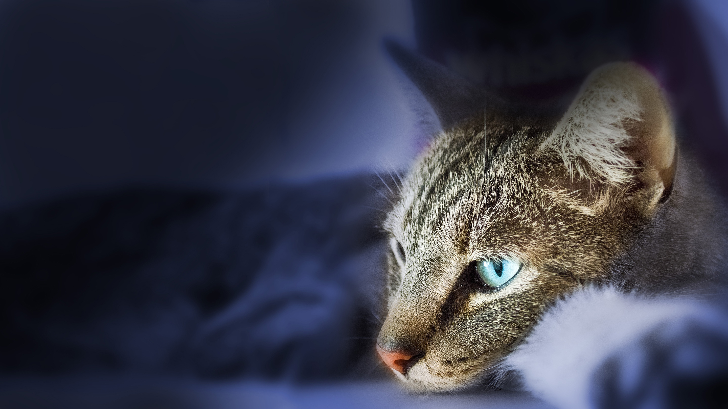 Laden Sie das Tiere, Katzen, Katze-Bild kostenlos auf Ihren PC-Desktop herunter