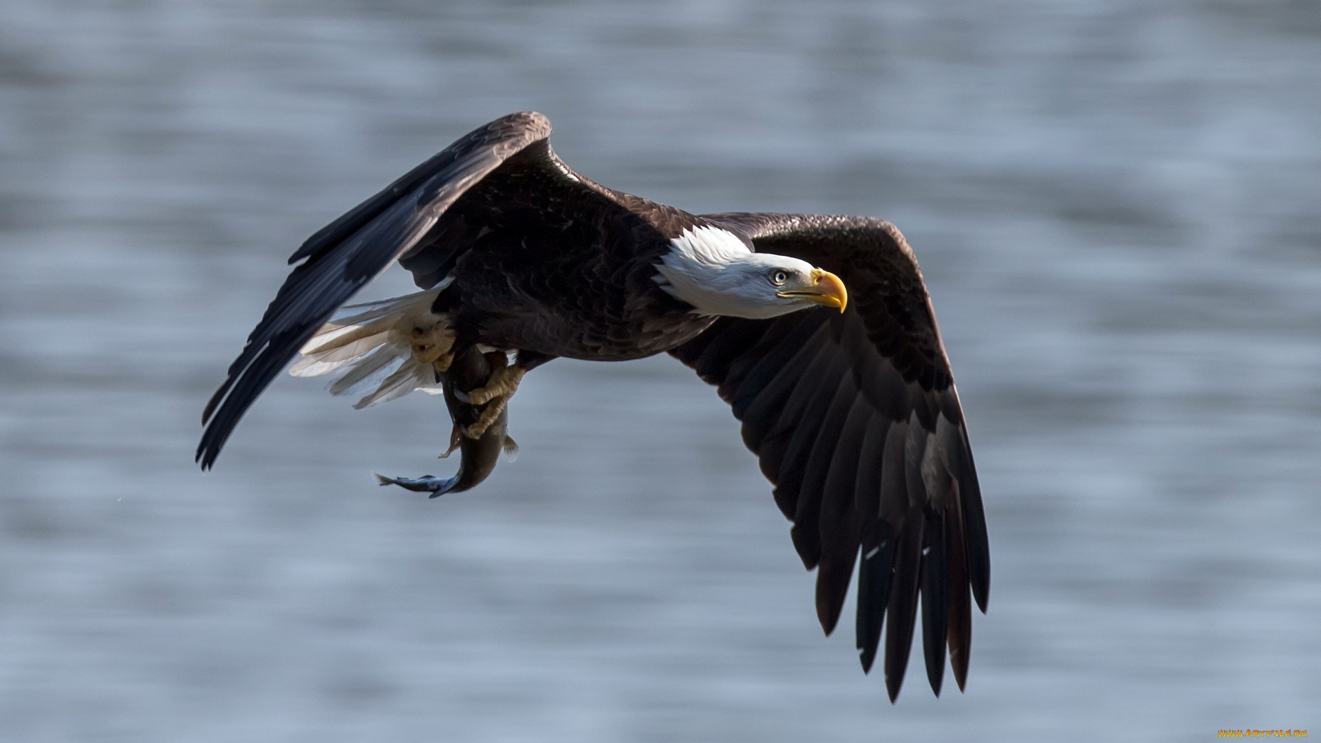 Handy-Wallpaper Tiere, Vögel, Weißkopfseeadler kostenlos herunterladen.